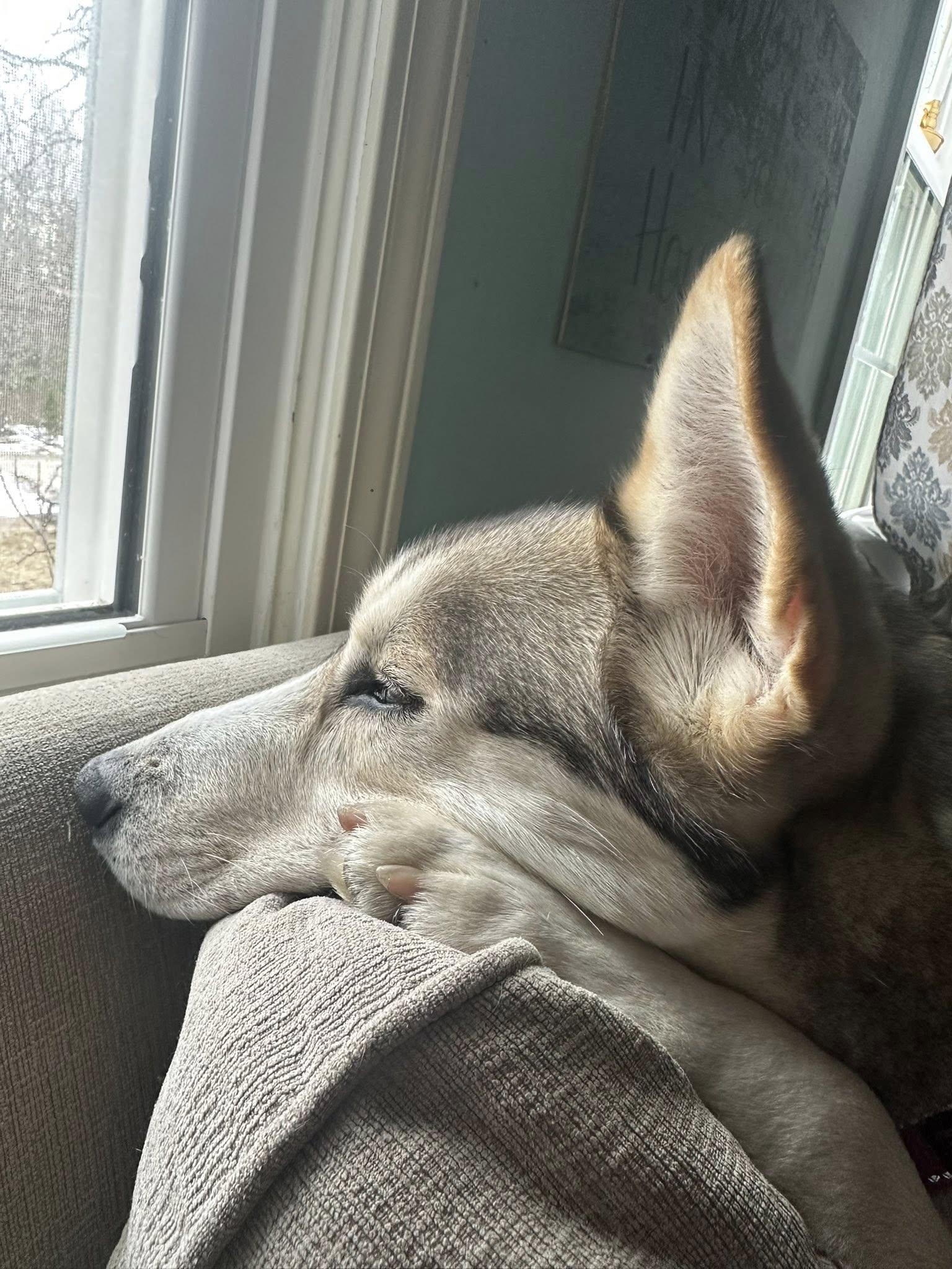 Enlarge Rally in NH! Come Meet our Adoptable Dogs Wednesday-Saturday. More info in Bio!, a ADOPTABLE mixed breed in Manchester, NH image 2/6