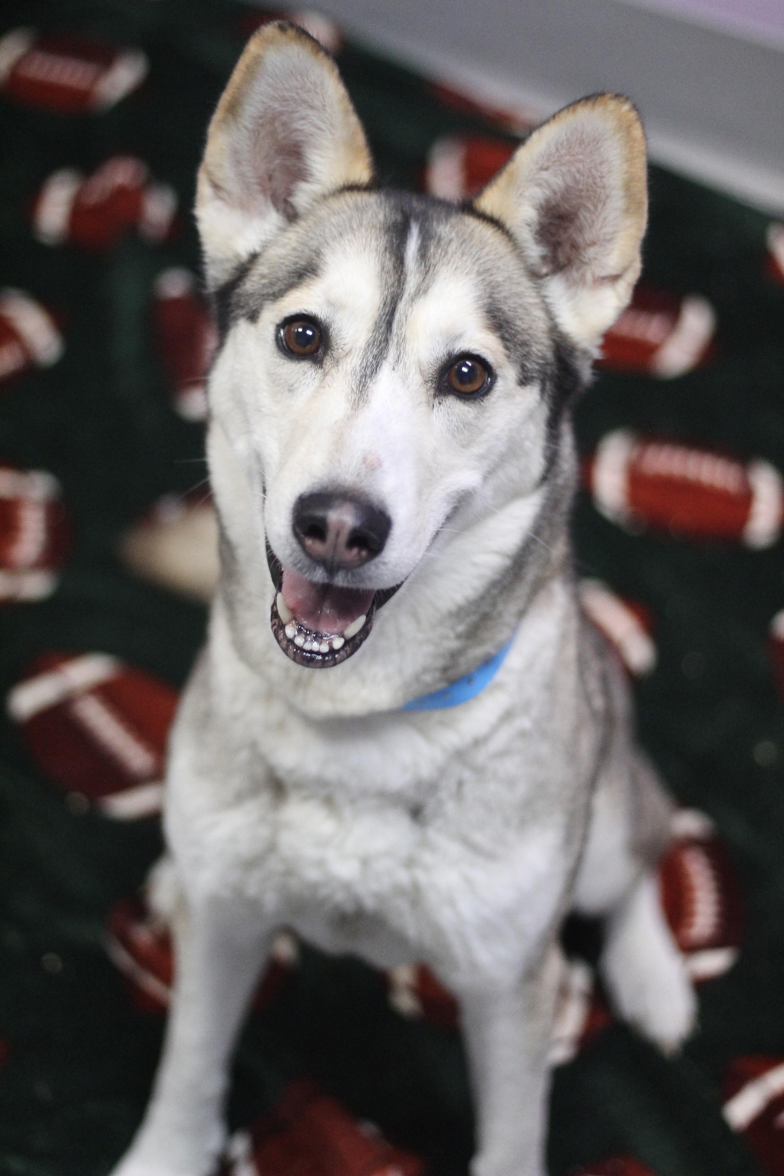 Rally in NH! Come Meet our Adoptable Dogs Wednesday-Saturday. More info in Bio!, ADOPTABLE, Adult Female Husky.