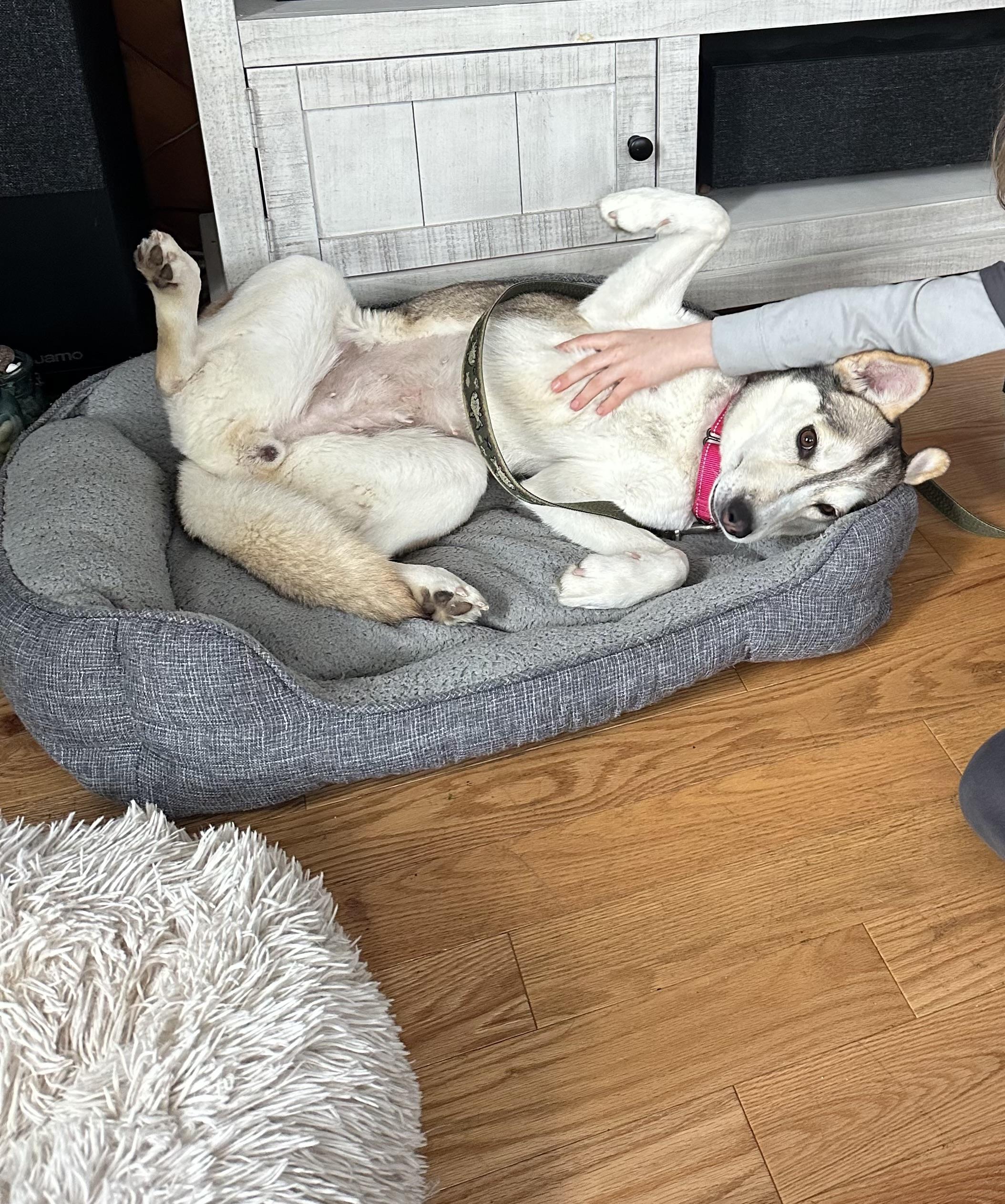 Enlarge Rally in NH! Come Meet our Adoptable Dogs Wednesday-Saturday. More info in Bio!, a ADOPTABLE mixed breed in Manchester, NH image 5/6