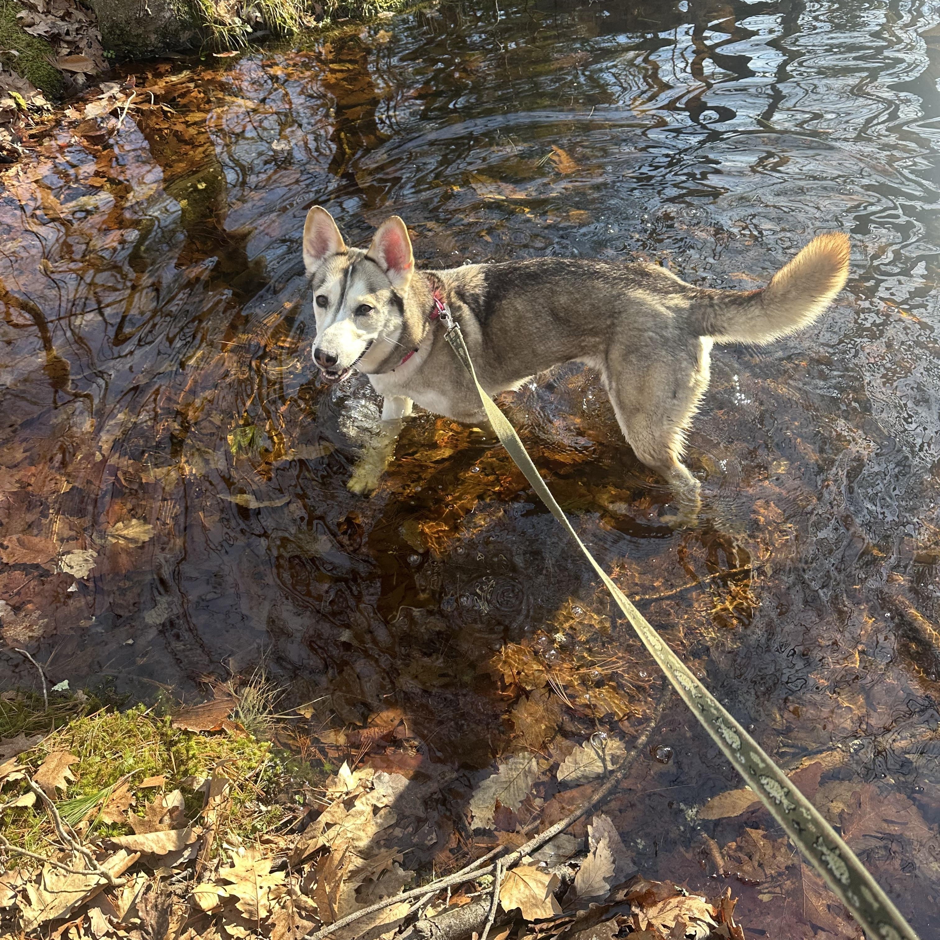 Enlarge Rally in NH! Come Meet our Adoptable Dogs Wednesday-Saturday. More info in Bio!, a ADOPTABLE mixed breed in Manchester, NH image 6/6