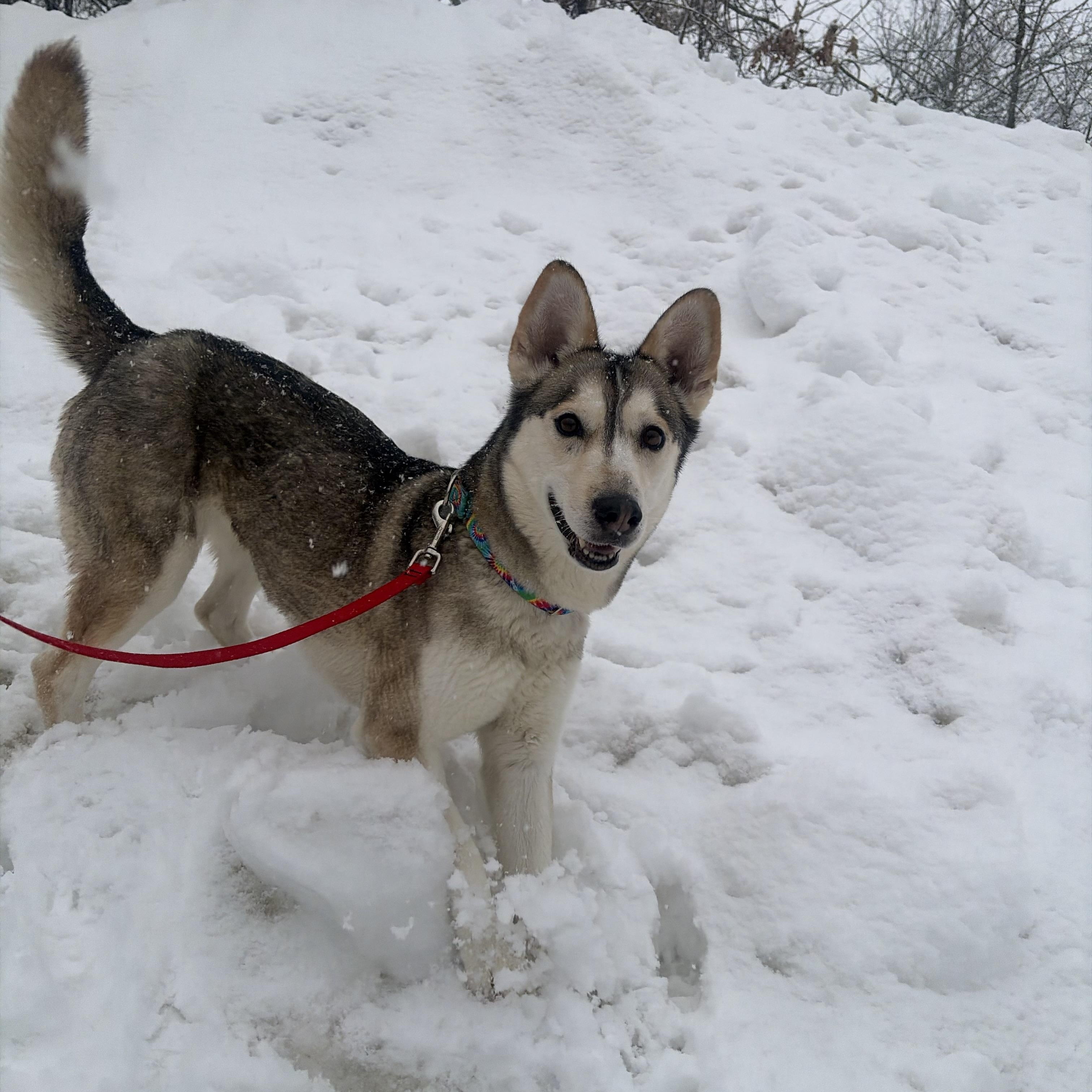 Enlarge Rally in NH! Come Meet our Adoptable Dogs Wednesday-Saturday. More info in Bio!, a ADOPTABLE mixed breed in Manchester, NH image 3/6