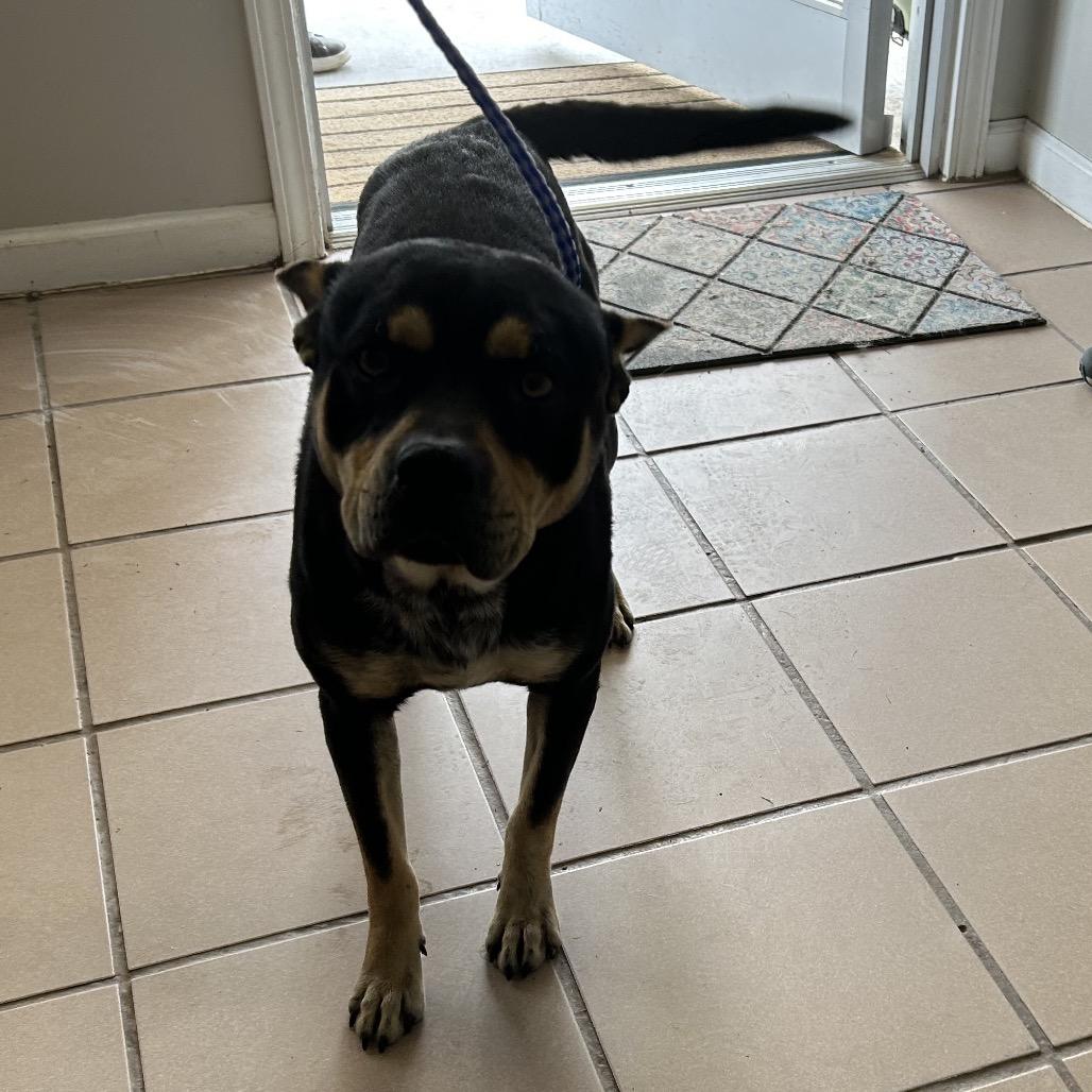 Kojo, Adoptable, Adult Male German Shepherd Dog.