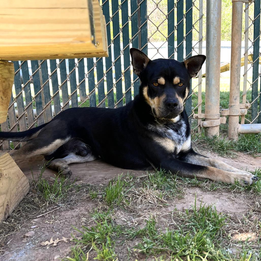 Enlarge Kojo, a Adoptable mixed breed in Starkville, MS image 2/5