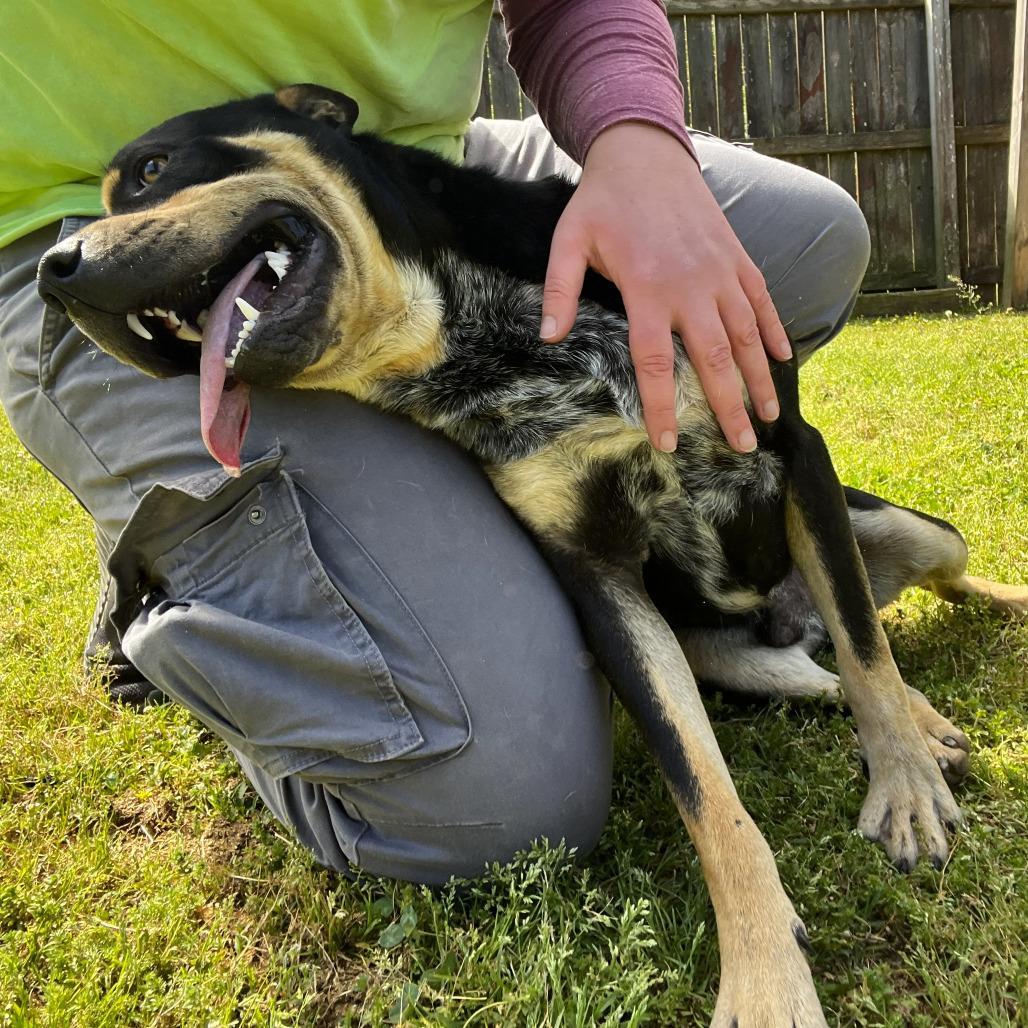 Enlarge Kojo, a Adoptable mixed breed in Starkville, MS image 3/5
