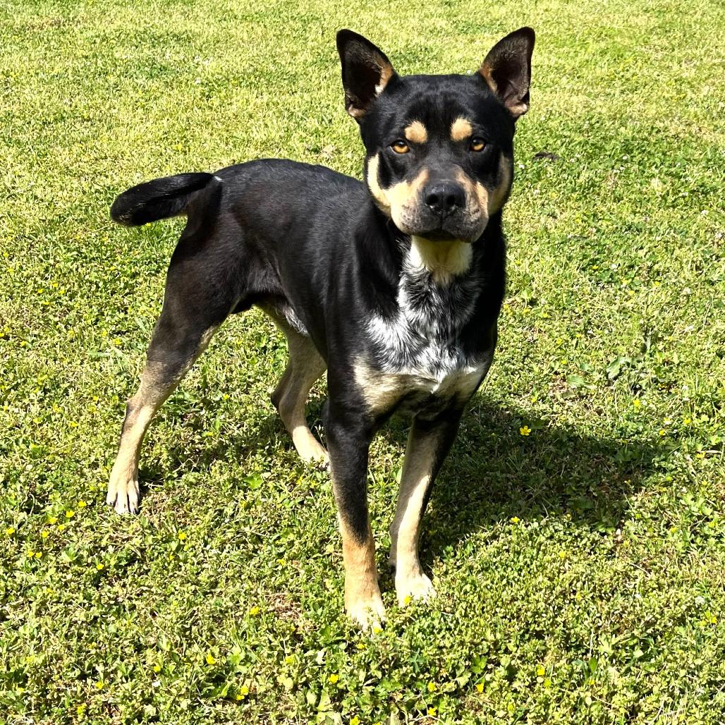Enlarge Kojo, a Adoptable mixed breed in Starkville, MS image 4/5
