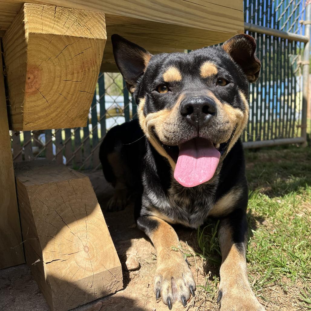 Enlarge Kojo, a Adoptable mixed breed in Starkville, MS image 5/5