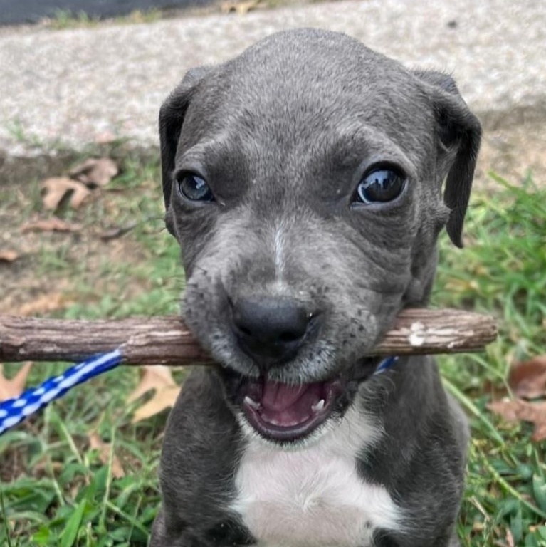 Enlarge Seymour, a Adoptable mixed breed in Richmond, VA image 3/4
