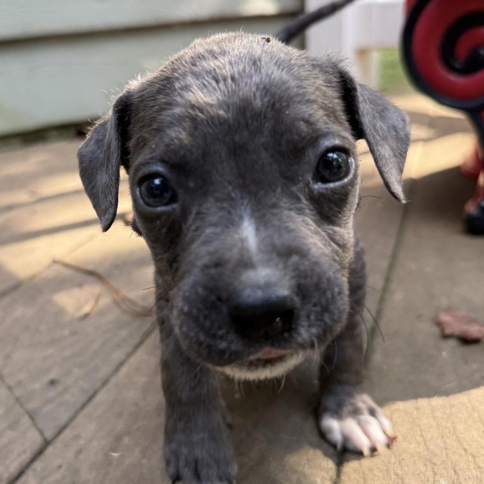 Enlarge Seymour, a Adoptable mixed breed in Richmond, VA image 4/4
