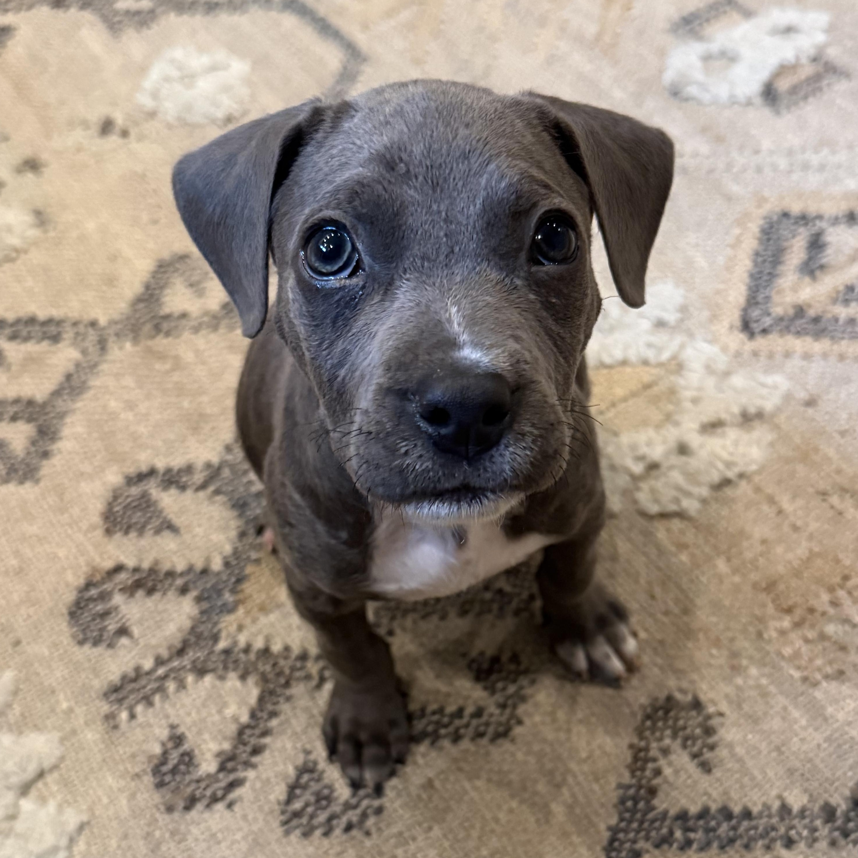 Enlarge Seymour, a Adoptable mixed breed in Richmond, VA image 2/4
