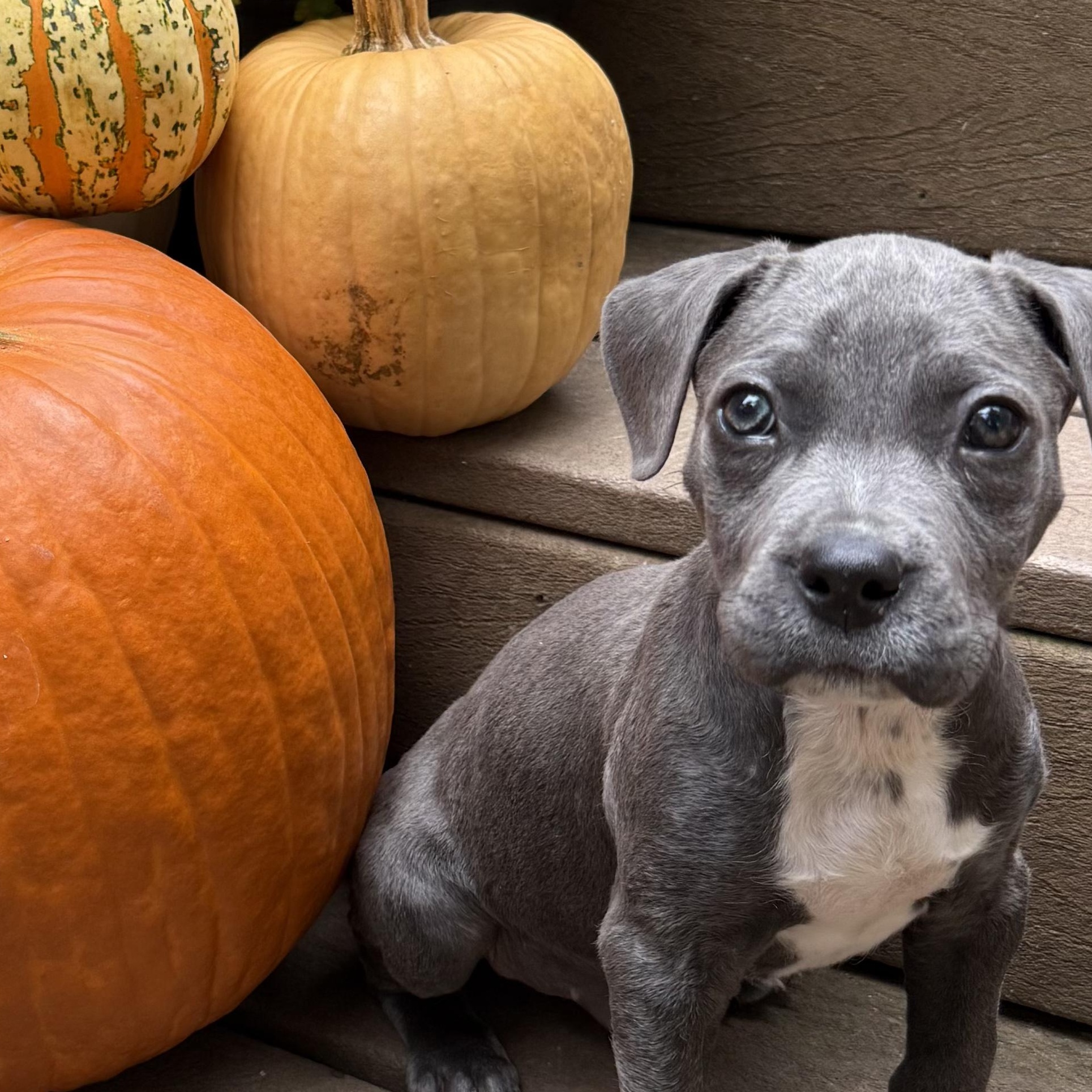 Seymour, Adoptable, Puppy Male Pit Bull Terrier.