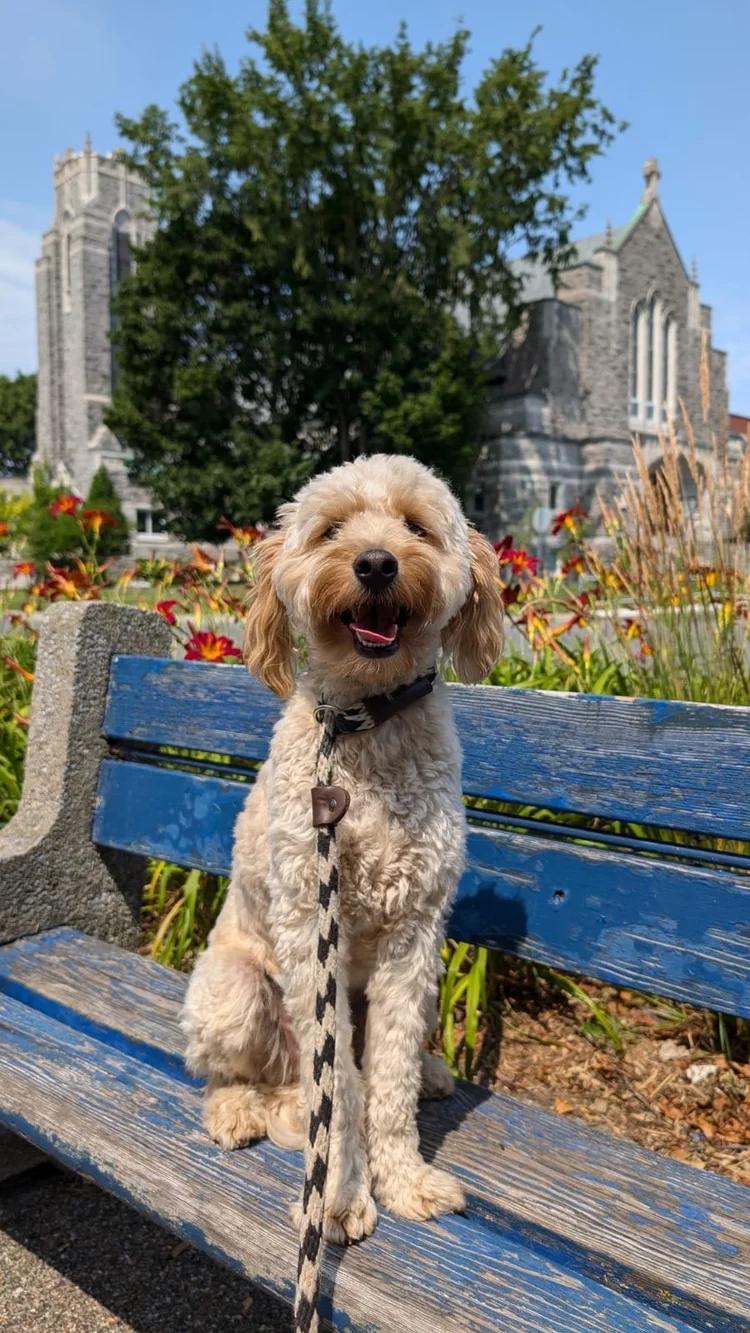 Tito, Adoptable, Adult Male Goldendoodle.