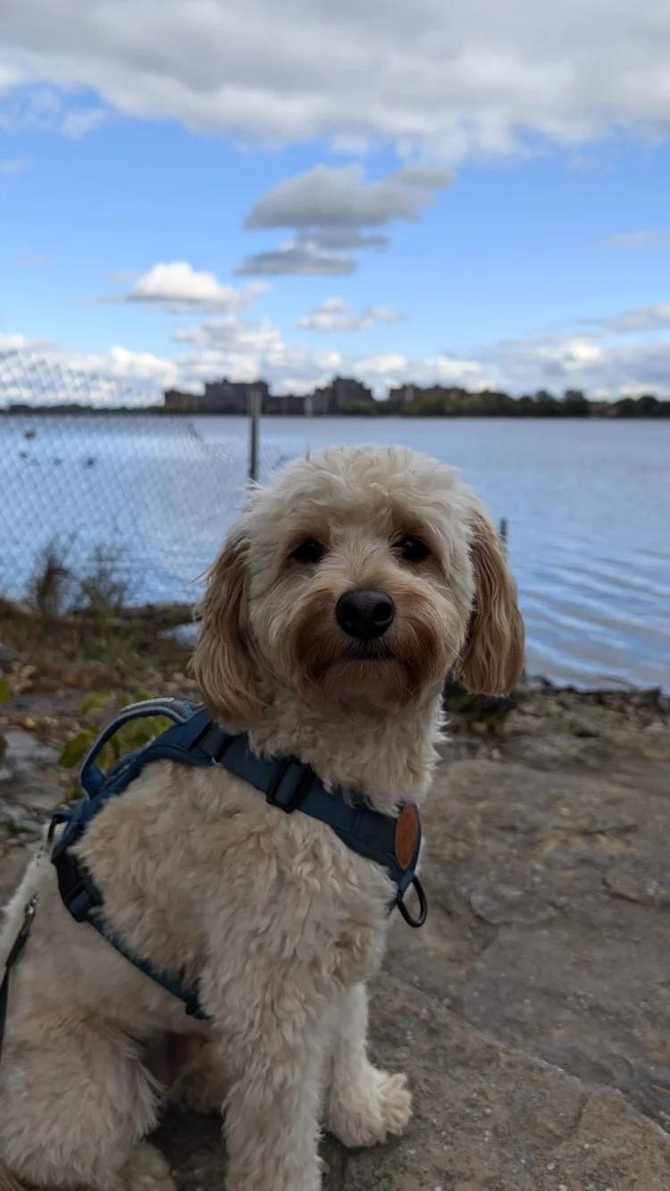 Enlarge Tito, a Adoptable Goldendoodle in laval, QC image 3/4