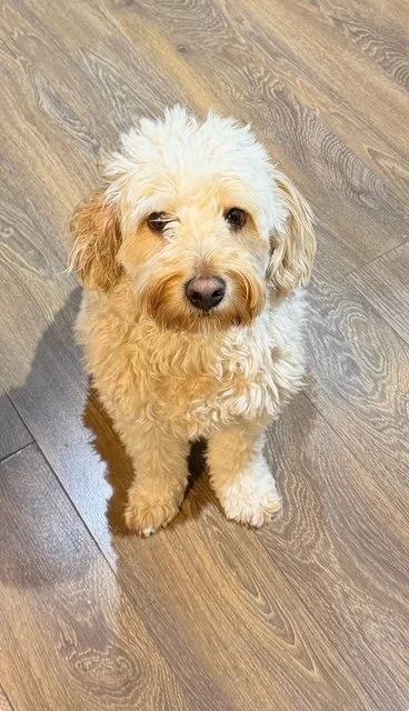 Enlarge Tito, a Adoptable Goldendoodle in laval, QC image 4/4