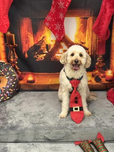 Enlarge Tito, a Adoptable Goldendoodle in laval, QC image 2/4