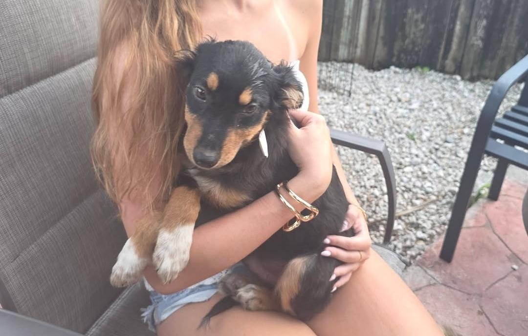Ernie, ADOPTABLE, Young Male Terrier.