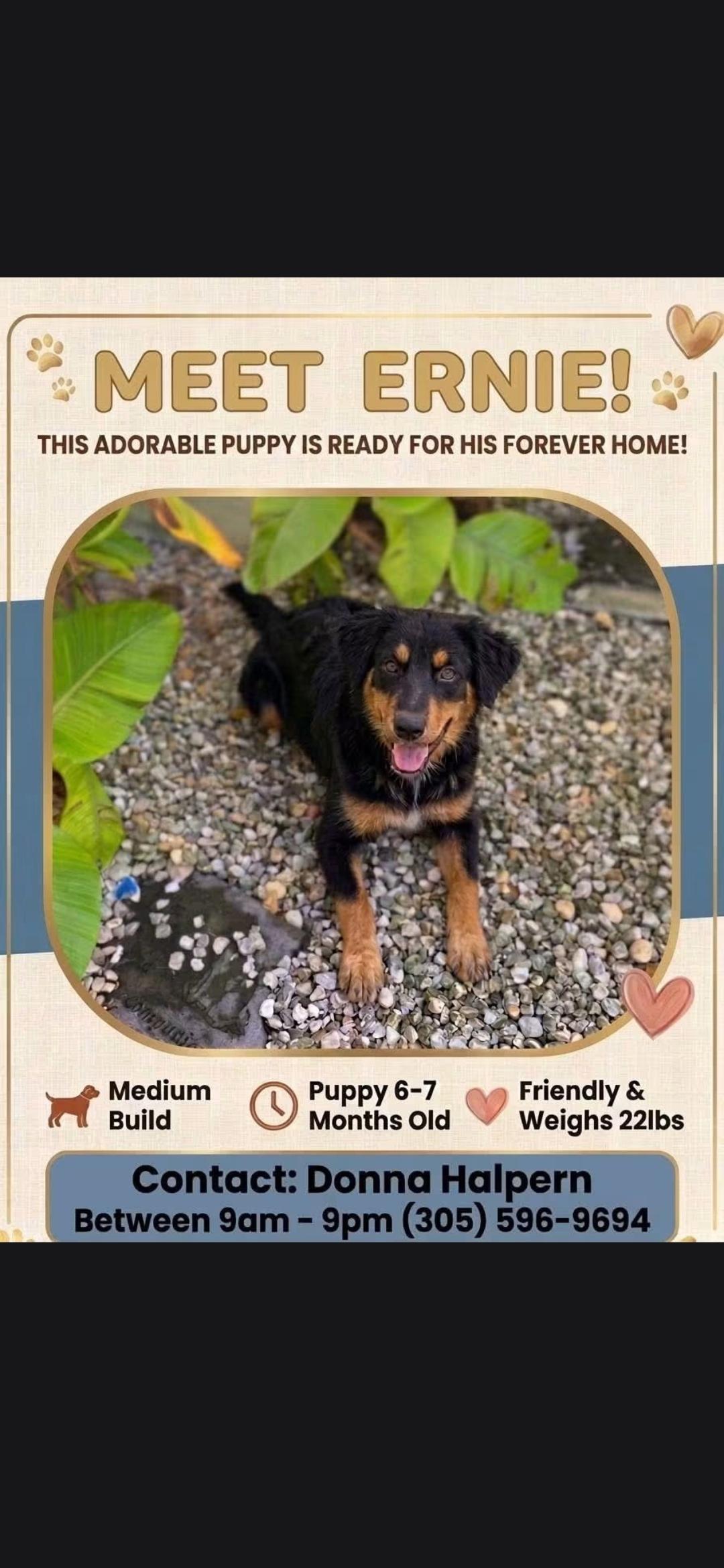 Enlarge Ernie, a Adoptable mixed breed in Miami, FL image 1/3