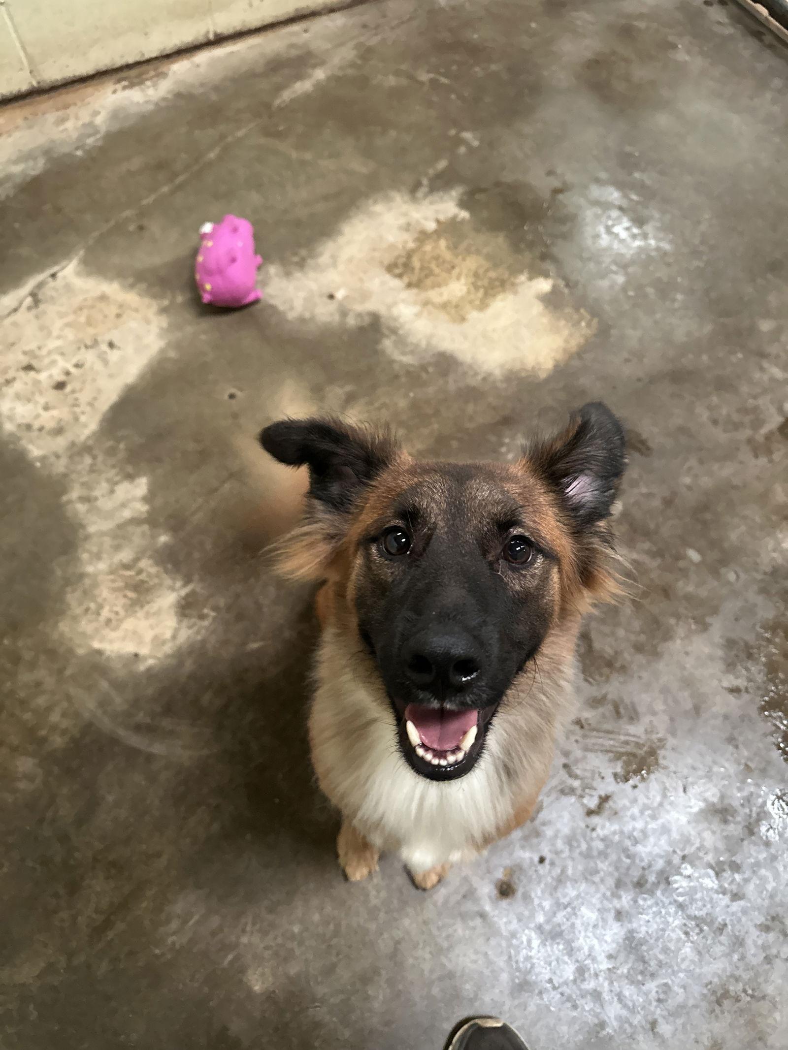 Enlarge Curly Joe, a Adoptable Collie in Jackson, MS image 1/3