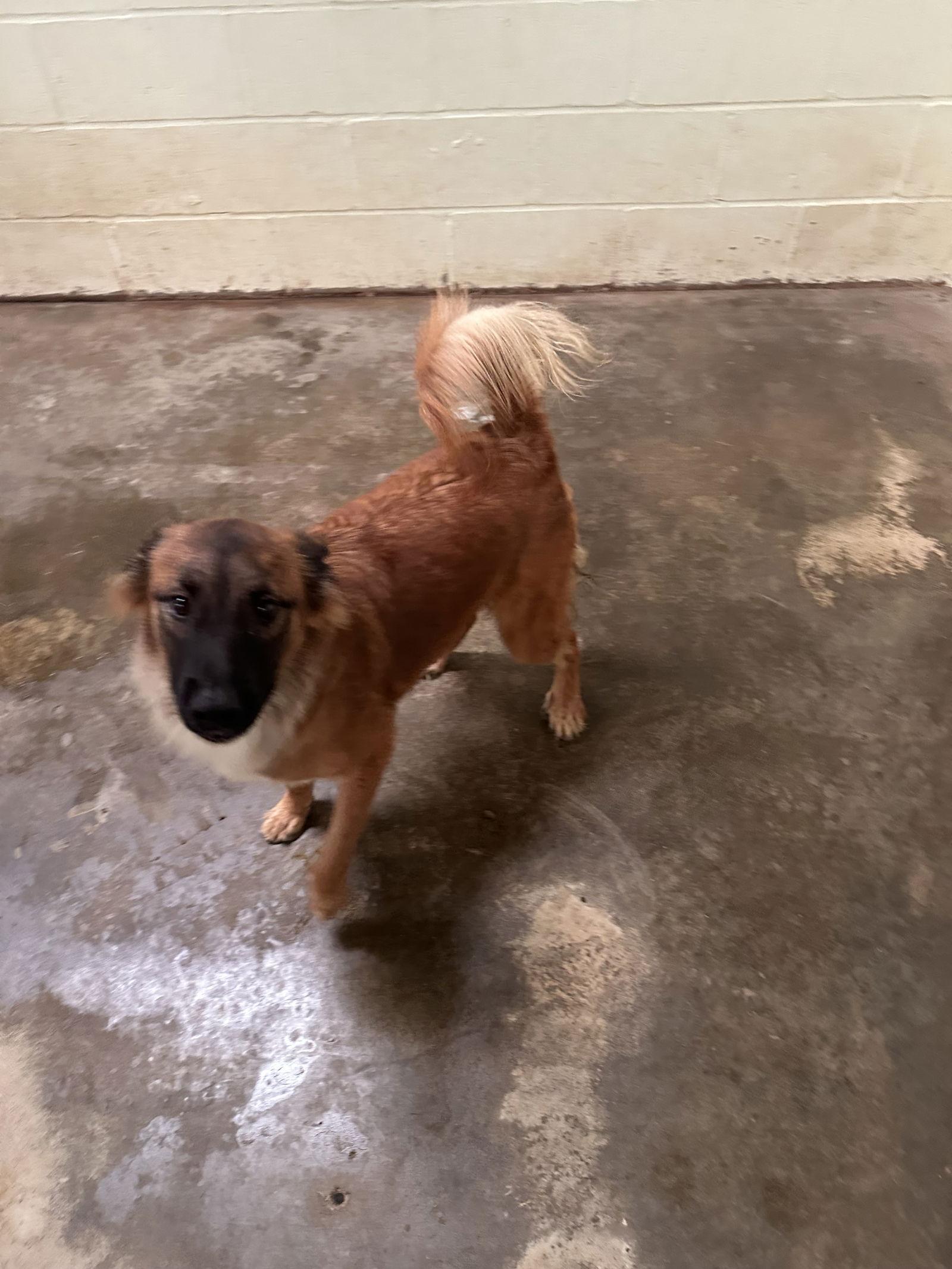 Curly Joe thumbnail 2