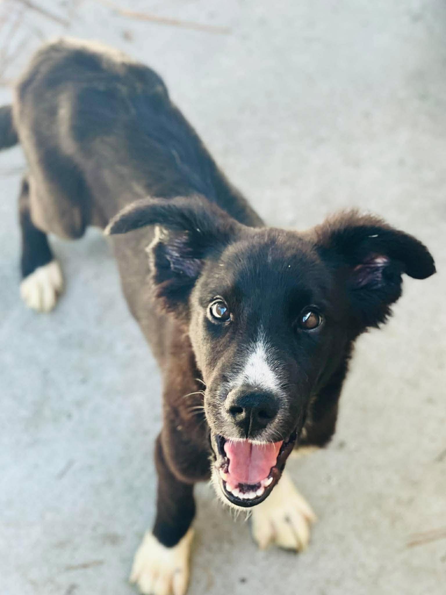 AC-4906 "Maddox", adopted, Adult Male Shepherd.