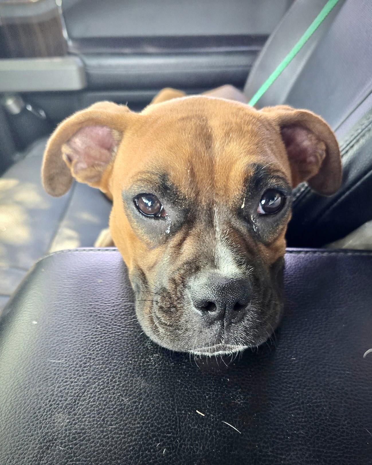 Enlarge Everlee, a Adoptable Boxer in Monticello, NY image 1/2