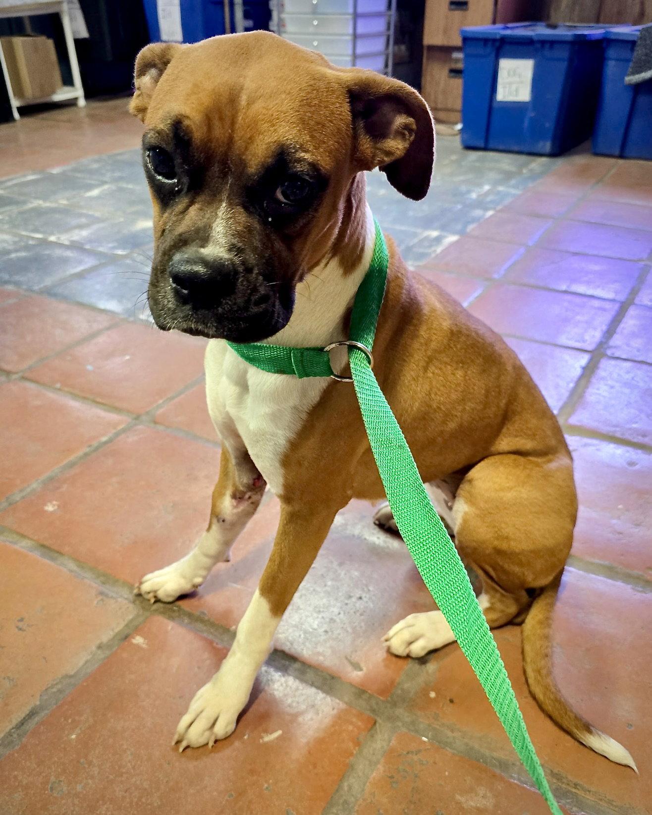 Enlarge Everlee, a Adoptable Boxer in Monticello, NY image 2/2