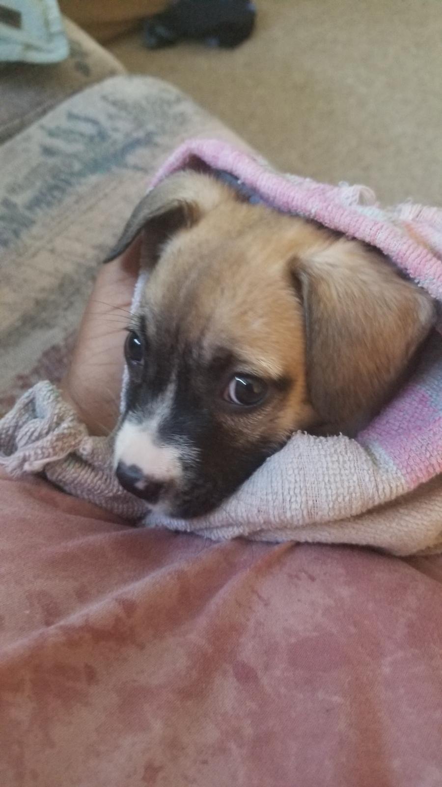 Tula, adopted, Puppy Female Shepherd.