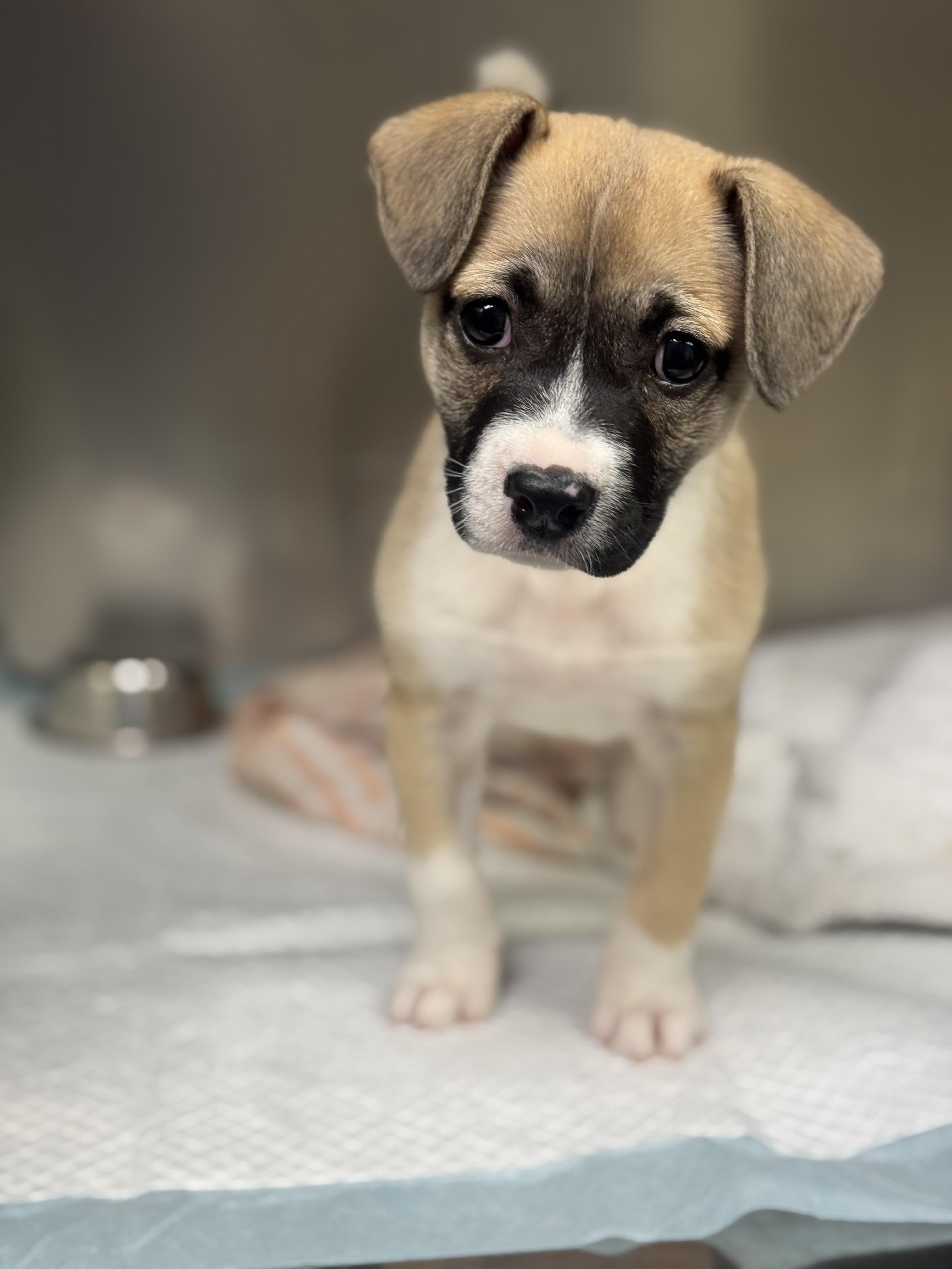 Enlarge Tula, an adopted mixed breed in Baltimore, MD image 2/4