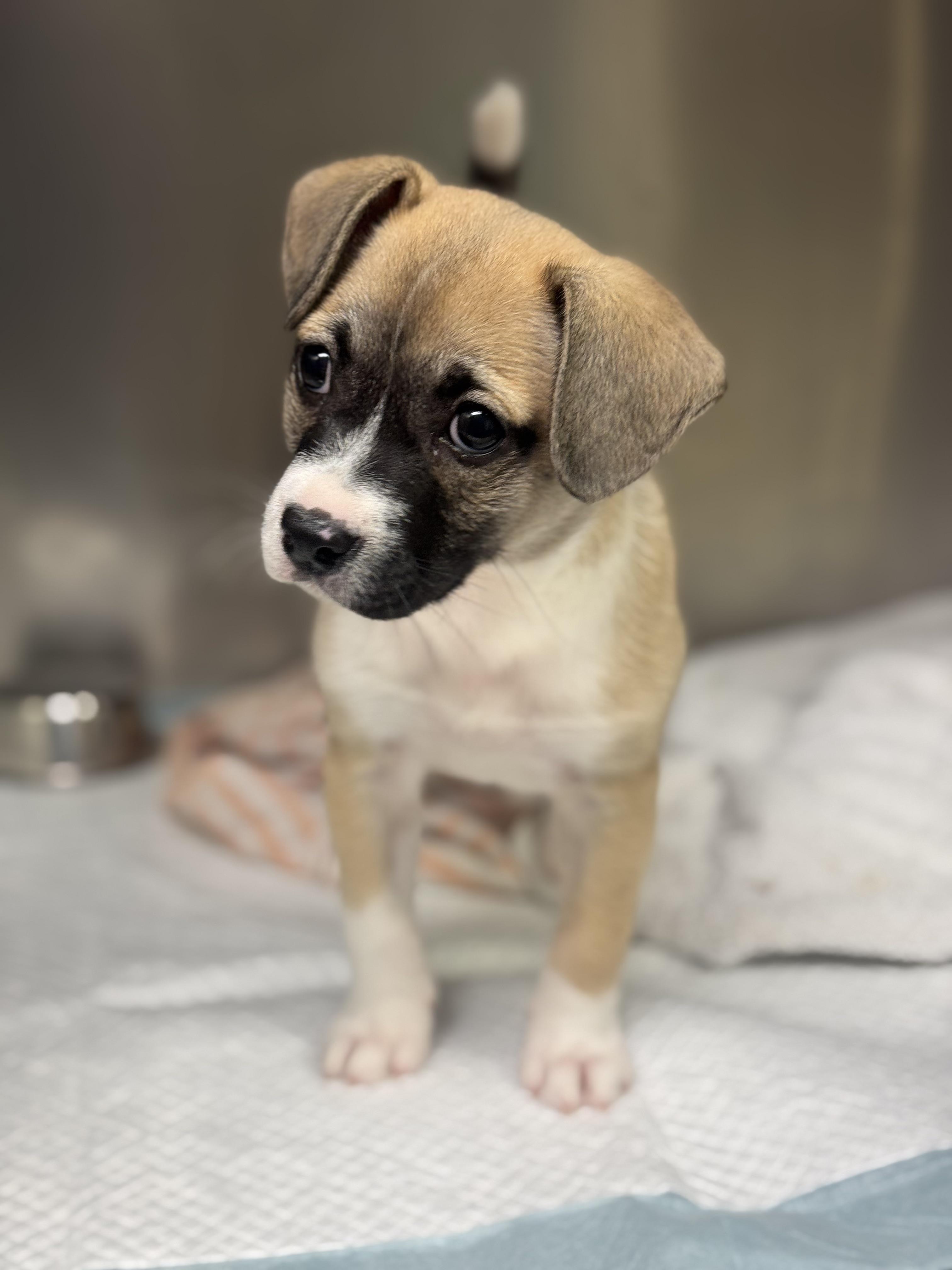 Enlarge Tula, an adopted mixed breed in Baltimore, MD image 3/4