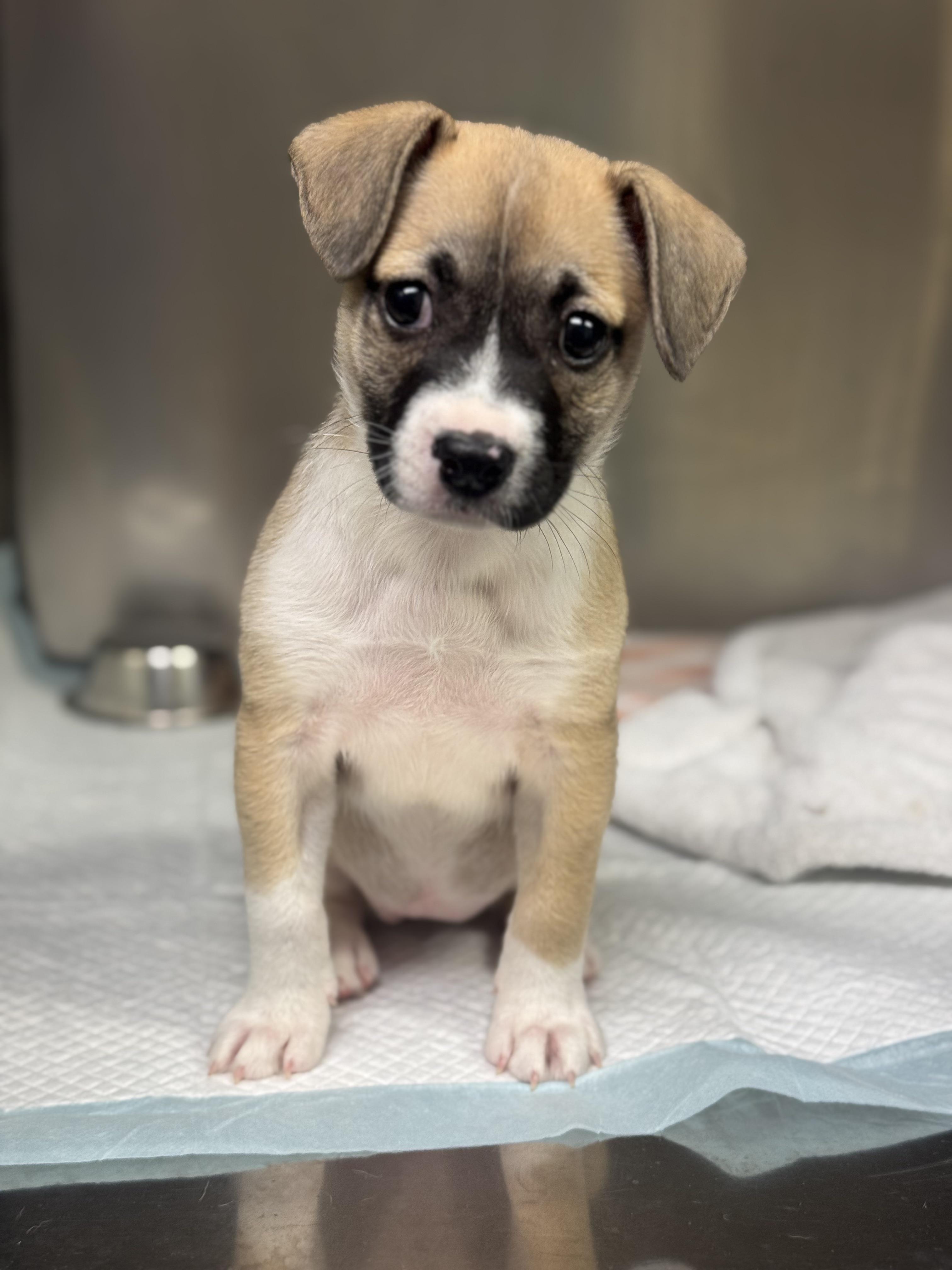 Enlarge Tula, an adopted mixed breed in Baltimore, MD image 4/4