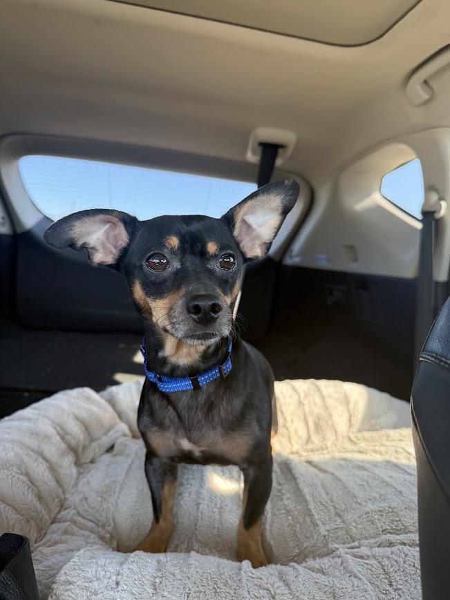 Mika, Adopted, Adult Male Dachshund & Miniature Pinscher.