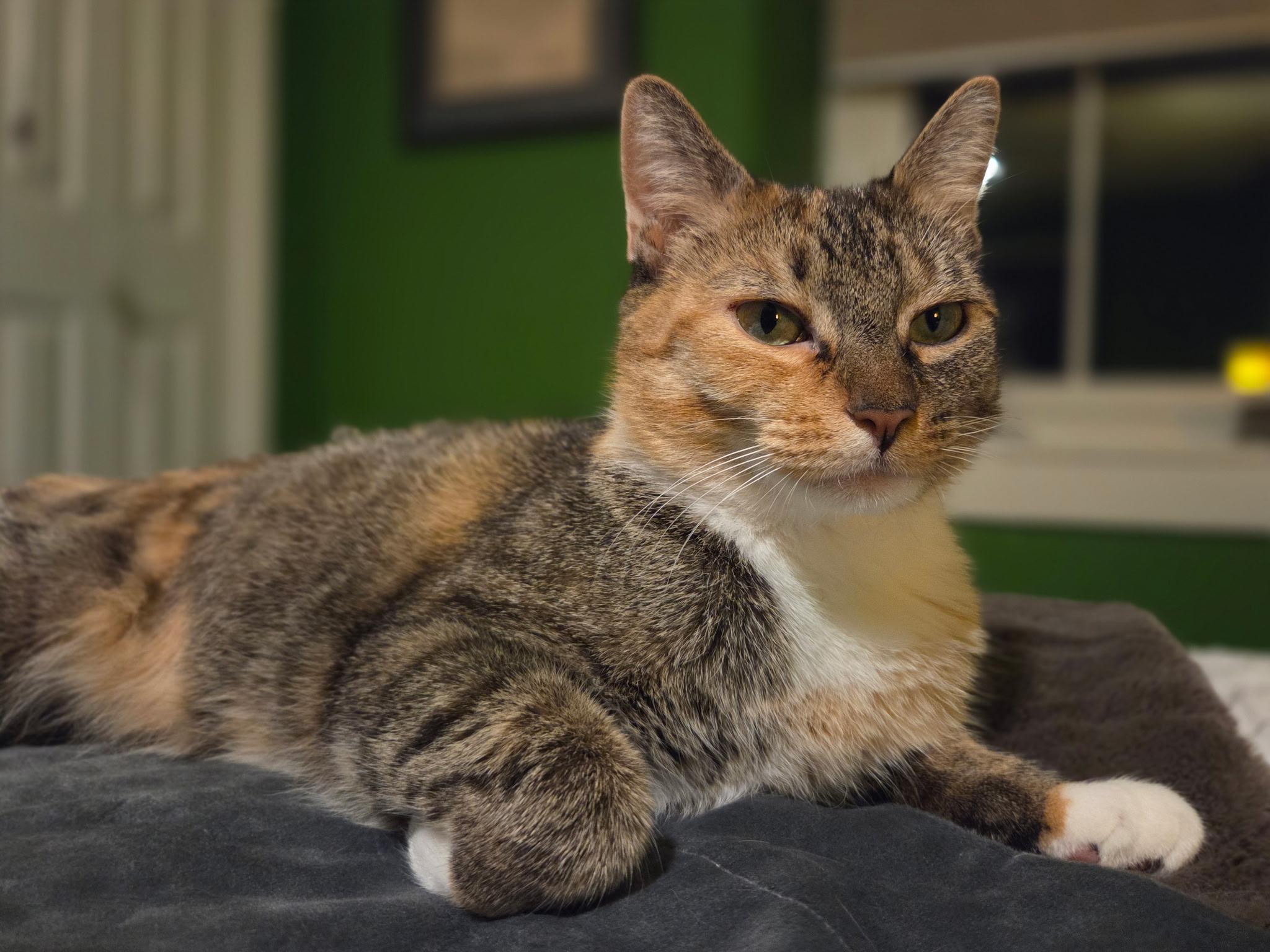 Ashley, a ADOPTABLE Domestic Short Hair in Mullica Hill, NJ image 3/3