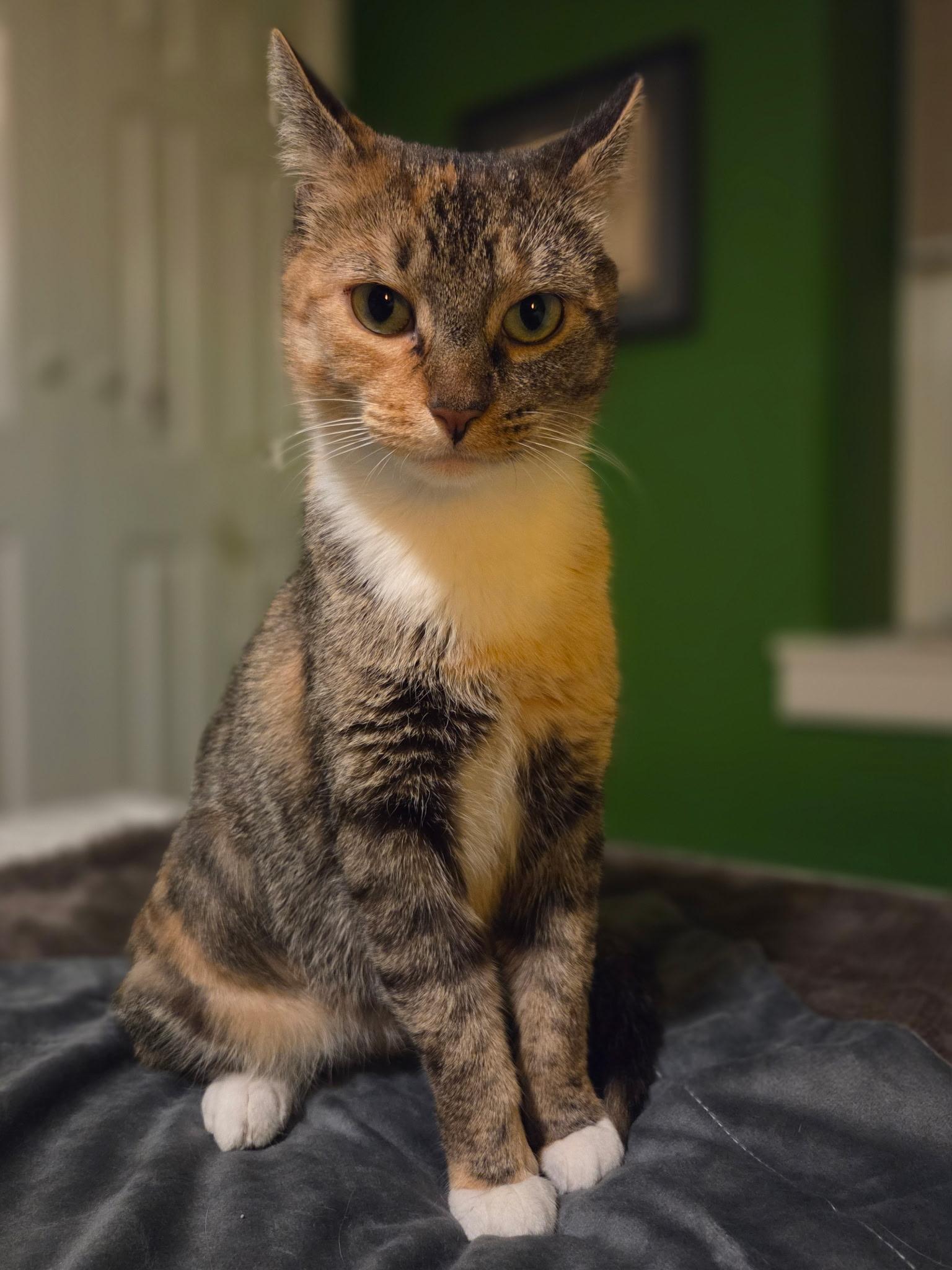Ashley, ADOPTABLE, Young Female Domestic Short Hair.
