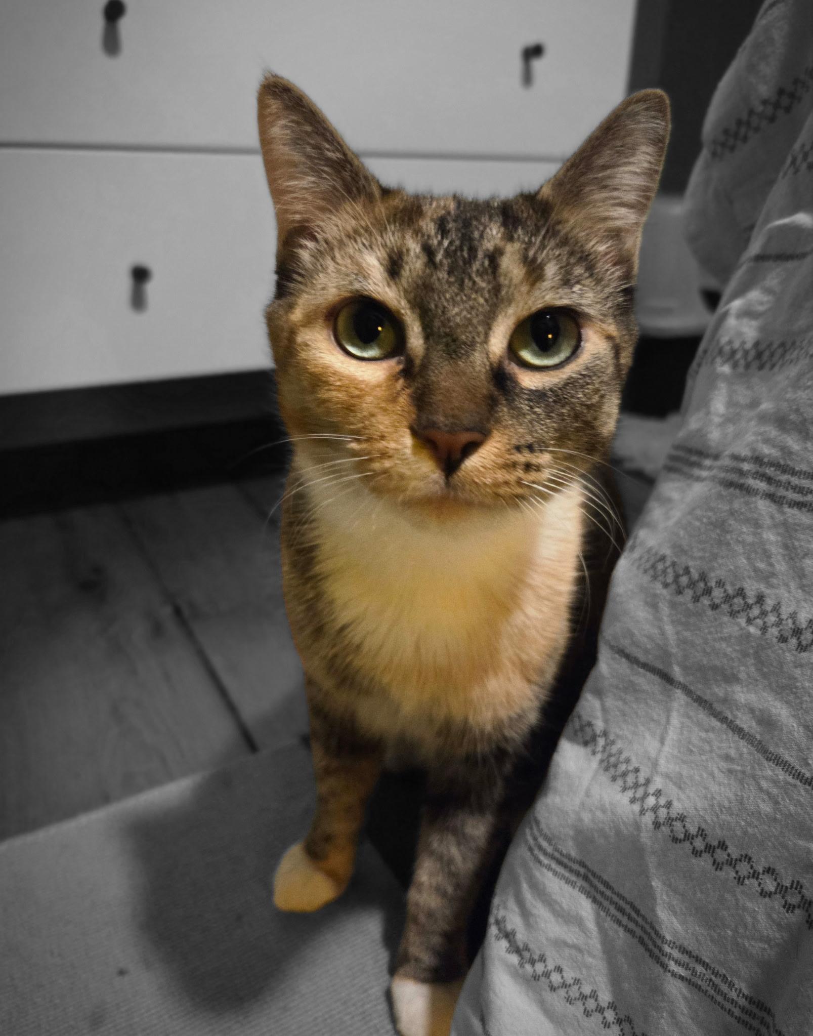 Ashley, a ADOPTABLE Domestic Short Hair in Mullica Hill, NJ image 2/3
