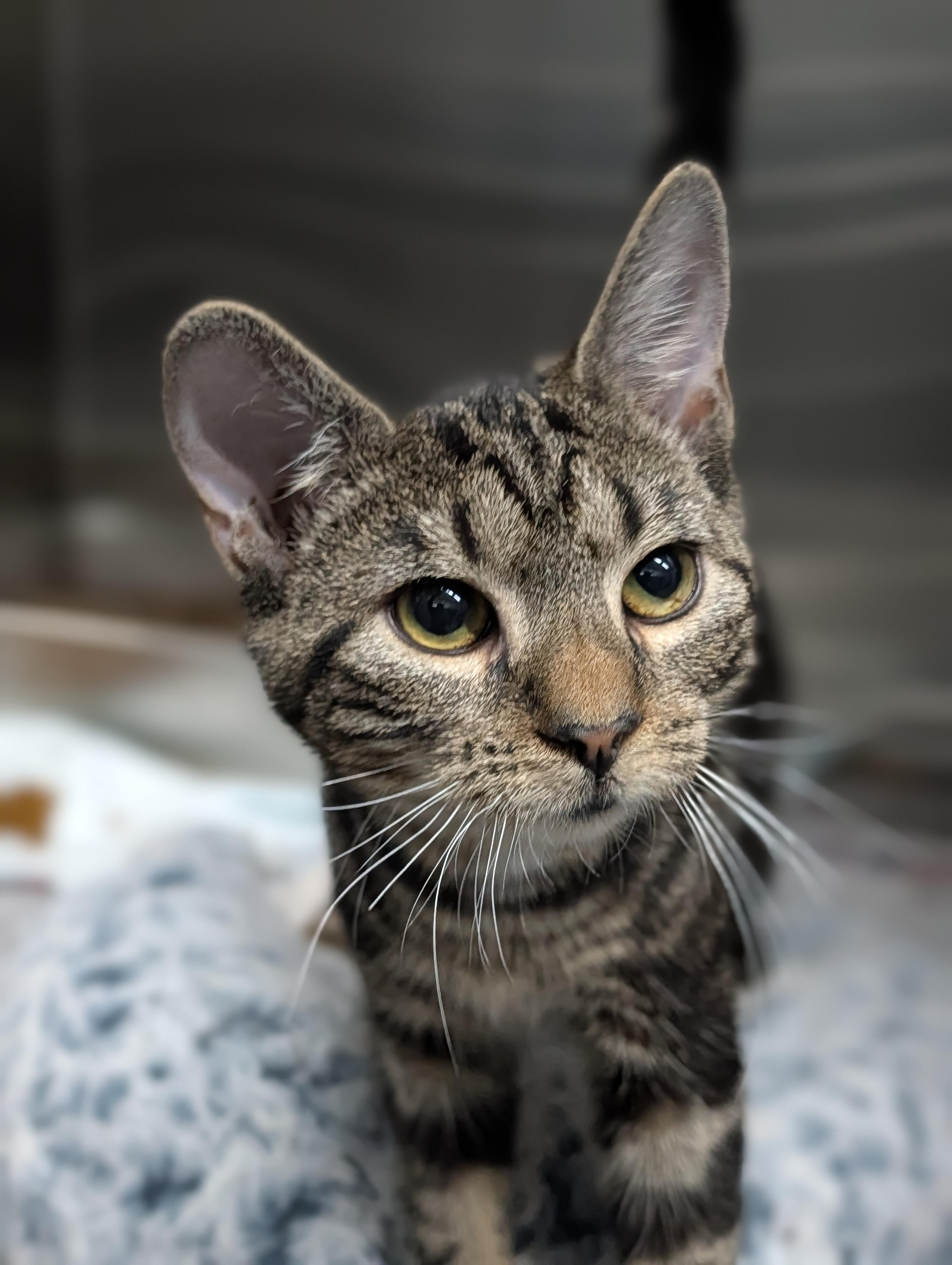 Enlarge Minerva, a Adoptable mixed breed in Plainfield, NJ image 2/2
