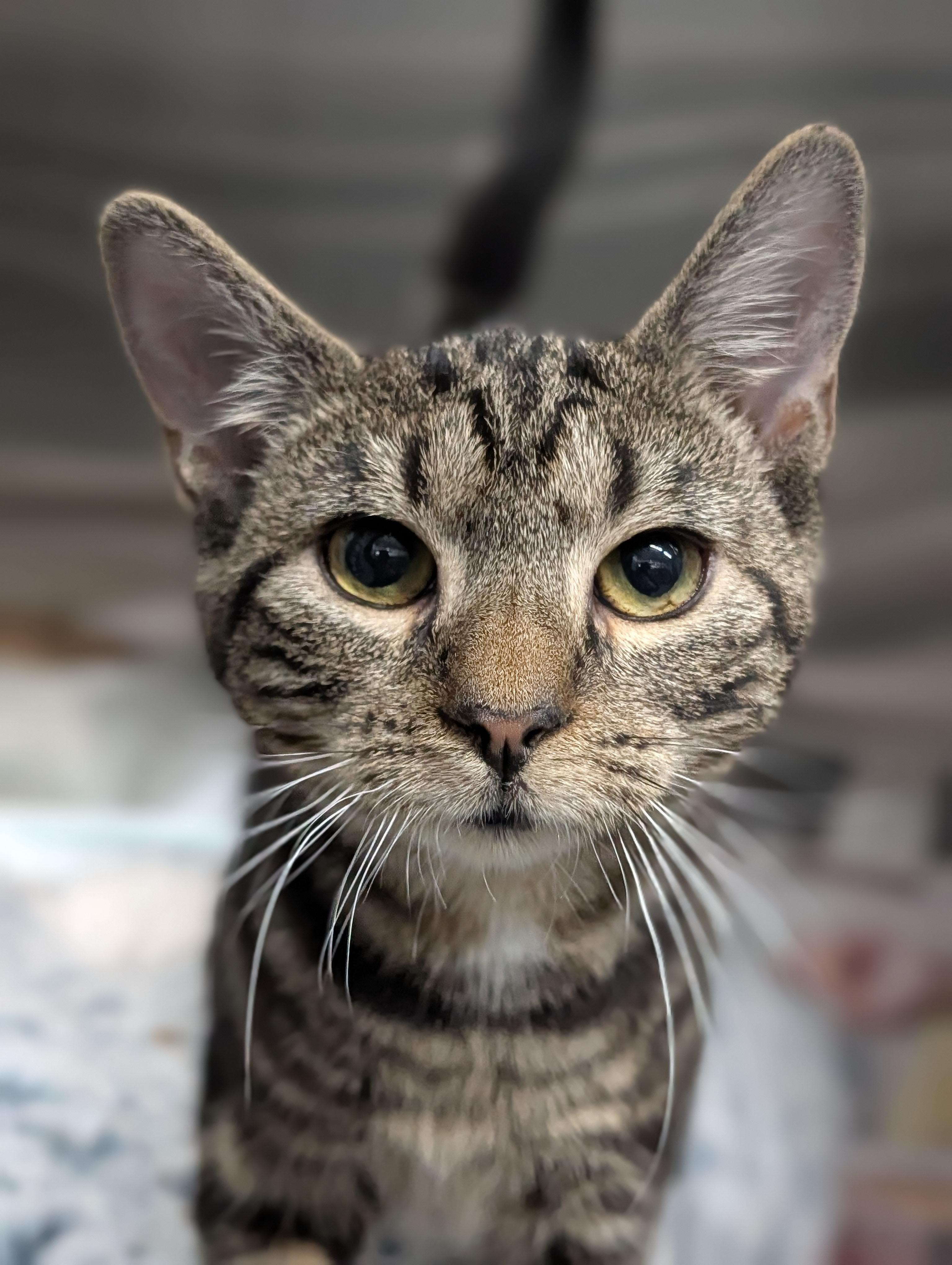 Enlarge Minerva, a Adoptable mixed breed in Plainfield, NJ image 1/2
