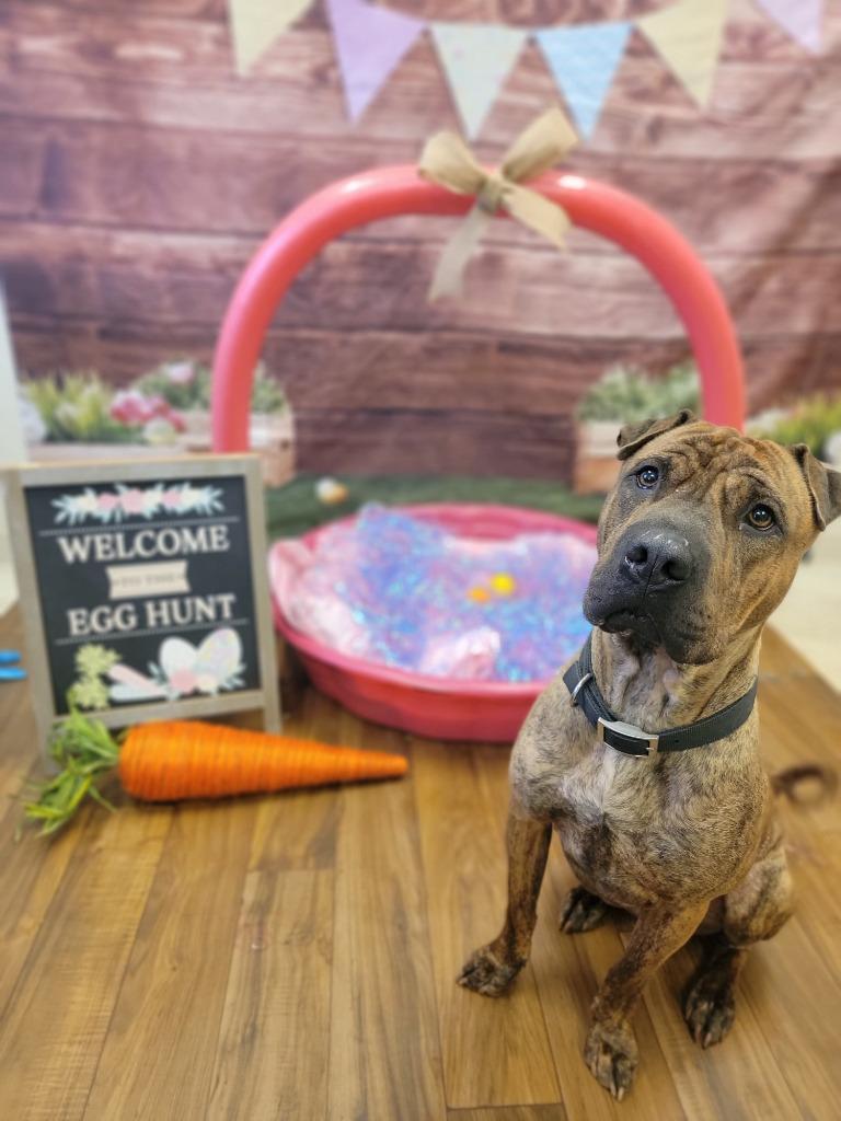 Enlarge Angus, a Adopted mixed breed in Sprakers, NY image 1/6