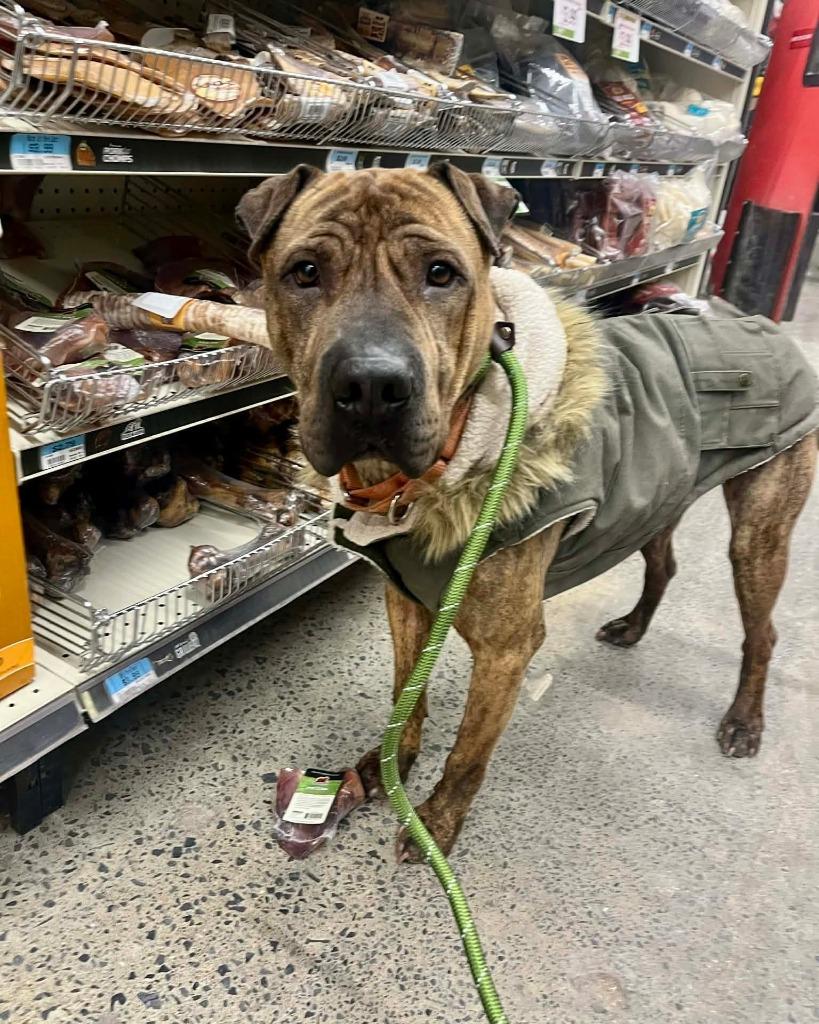 Enlarge Angus, a Adopted mixed breed in Sprakers, NY image 3/6