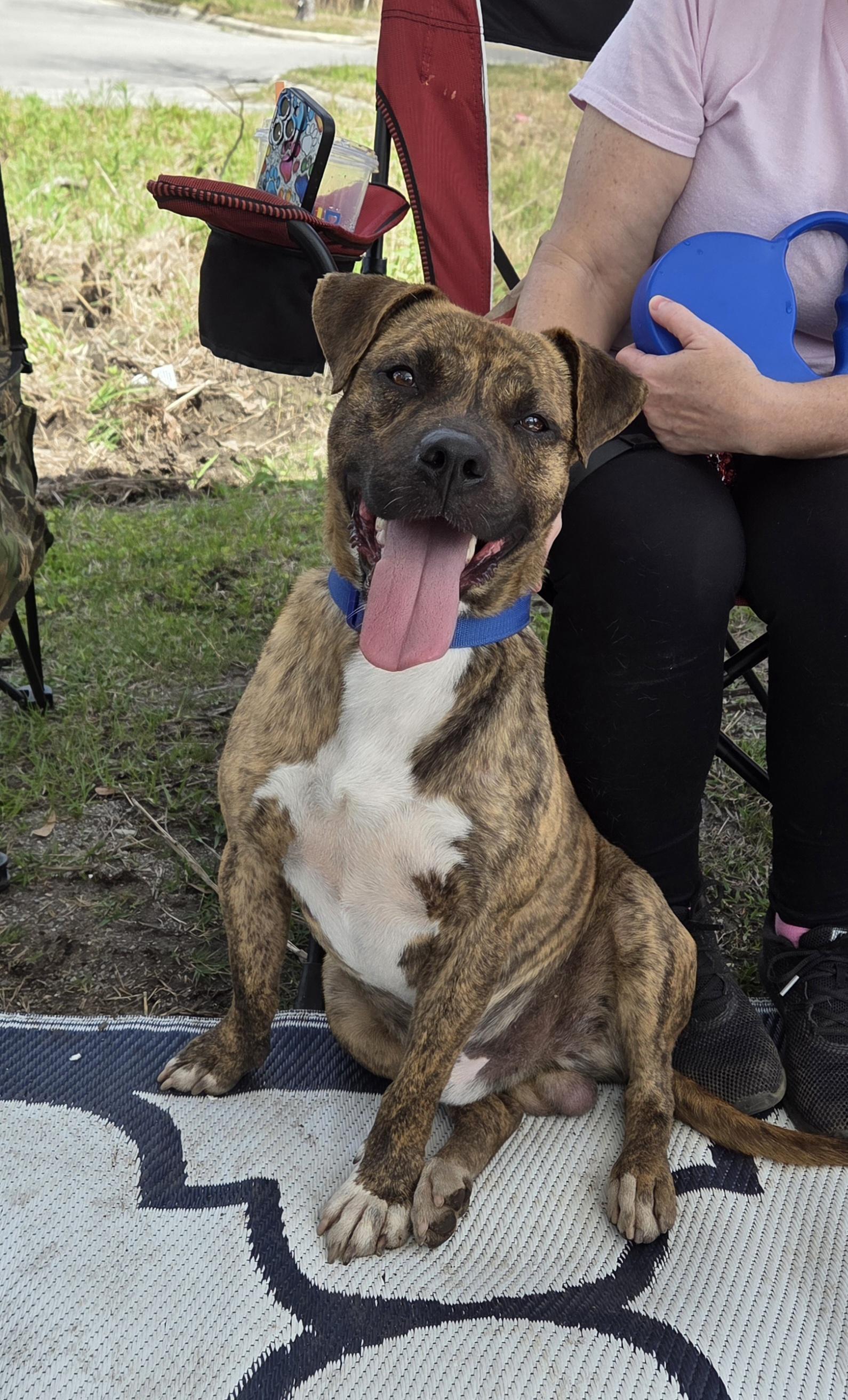 Enlarge Rocky, an adopted mixed breed in PENSACOLA, FL image 1/1