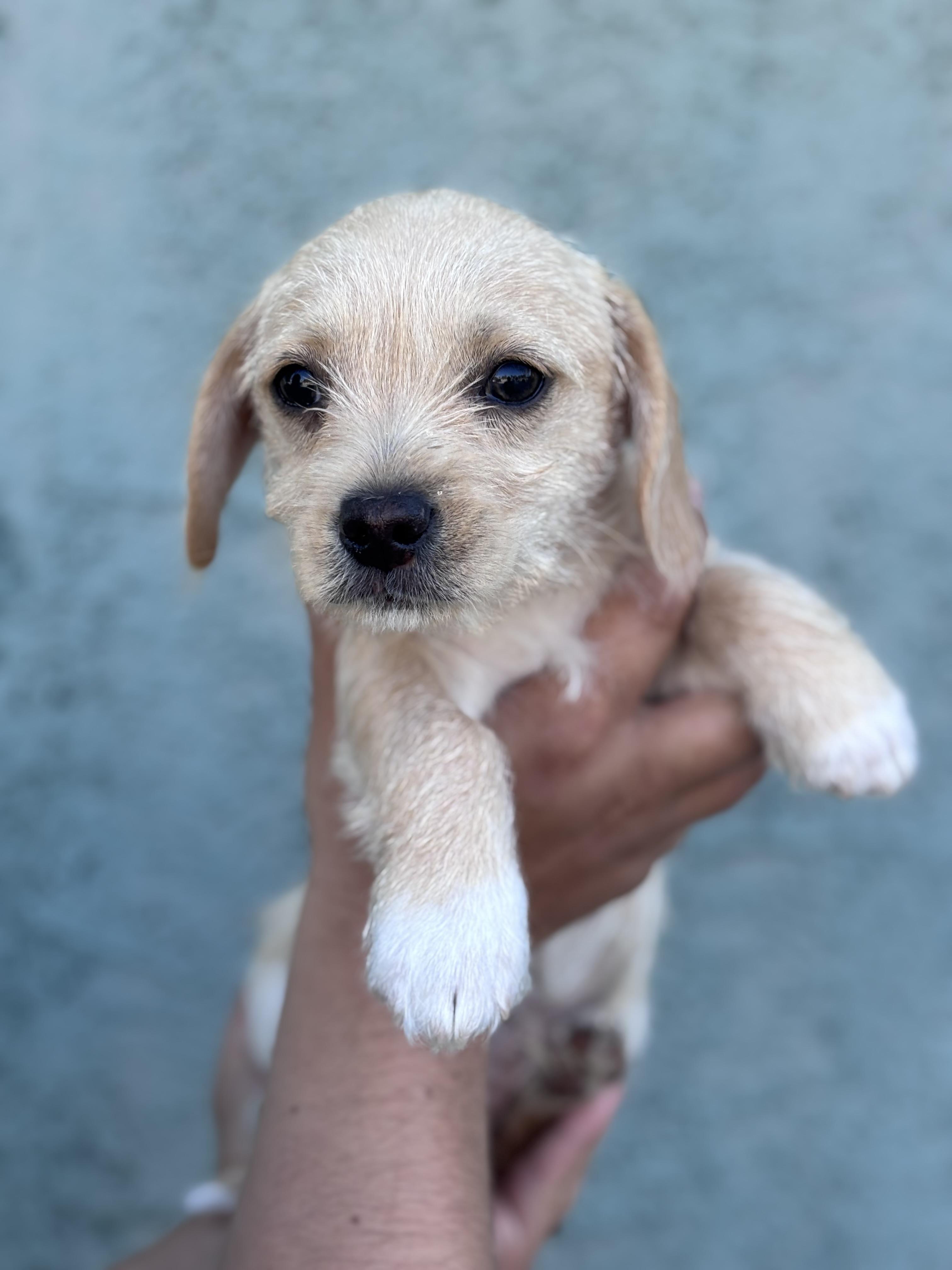 Bram, adopted, Puppy Male Maltese & Dachshund.