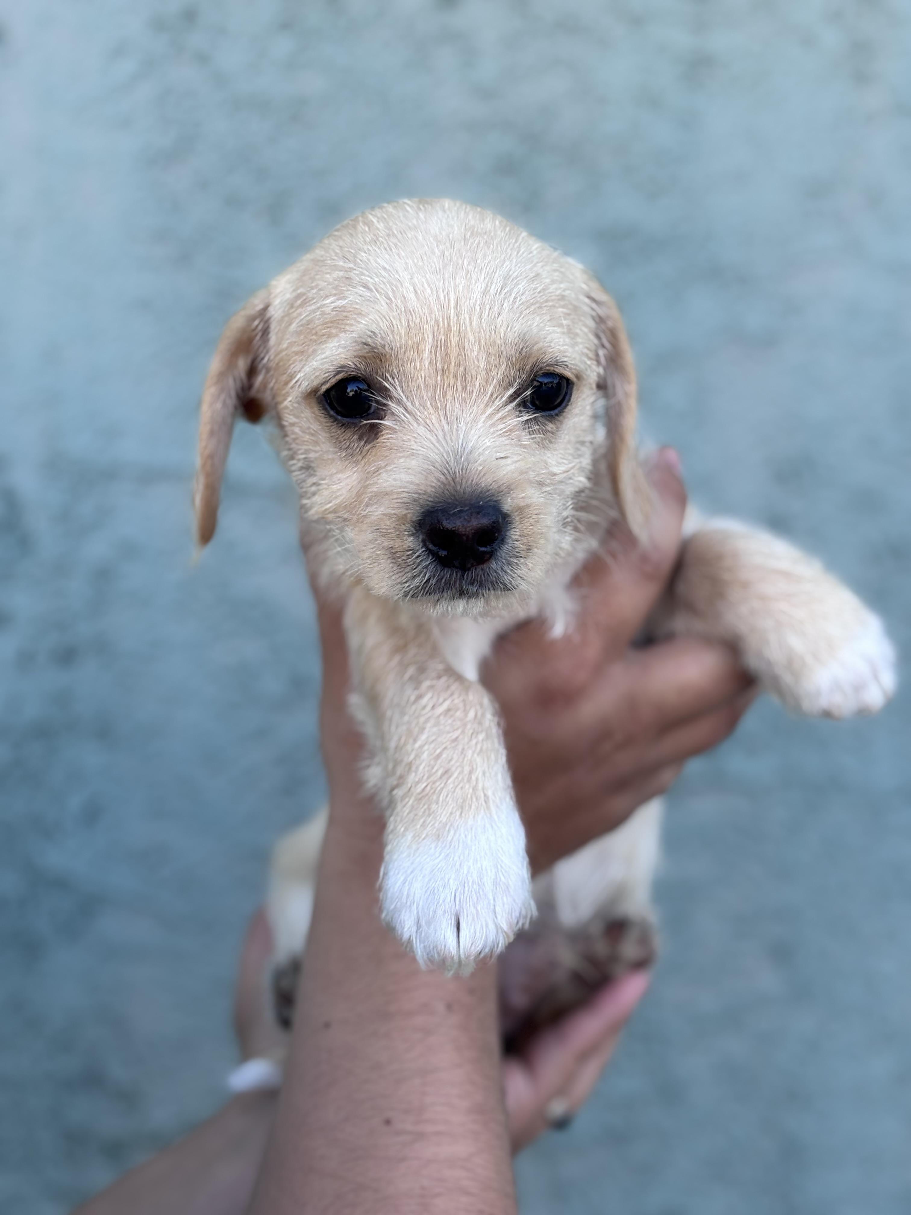 Enlarge Bram, an adopted mixed breed in Corona, CA image 2/2