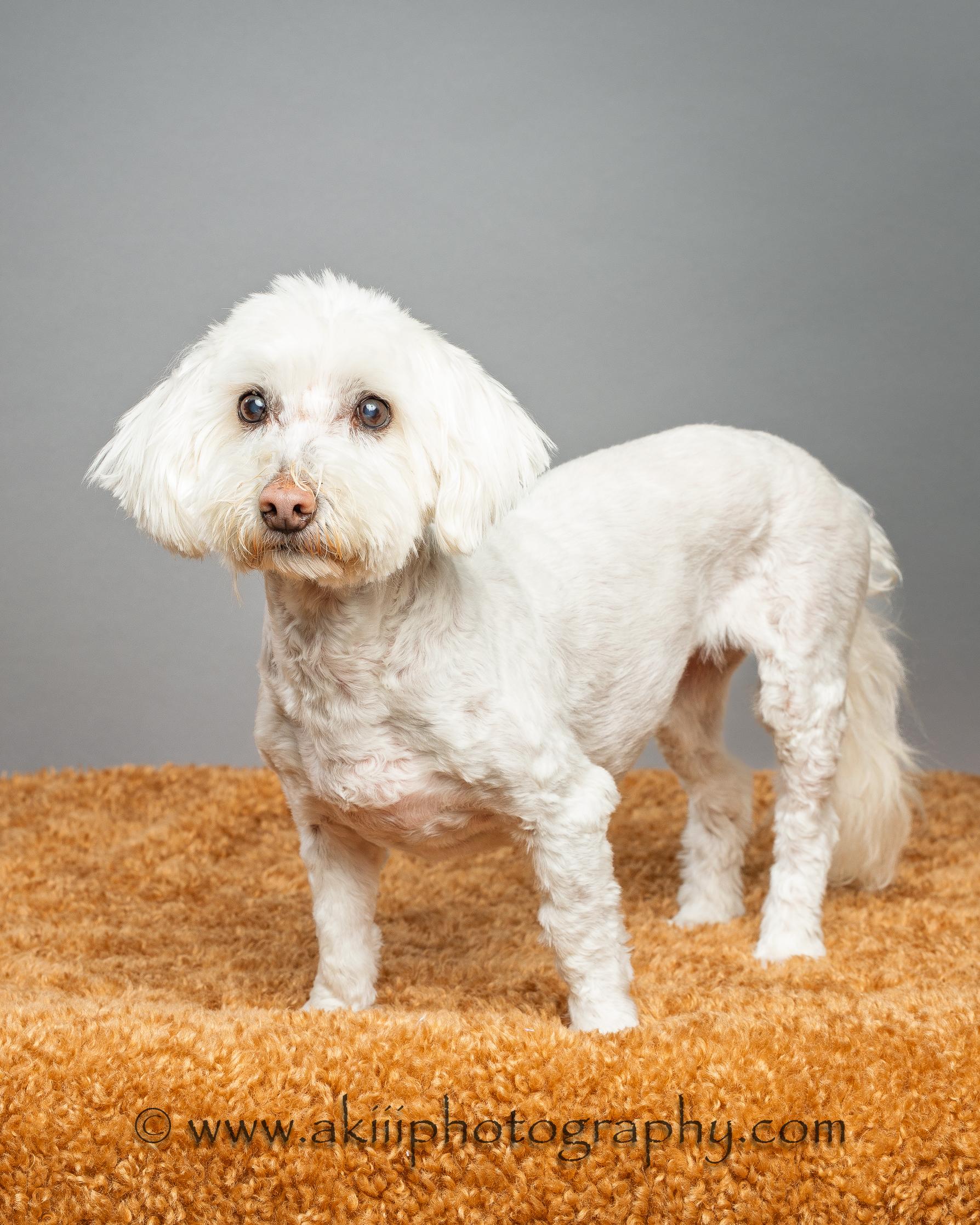 Millie, Adopted, Senior Female Schnoodle.