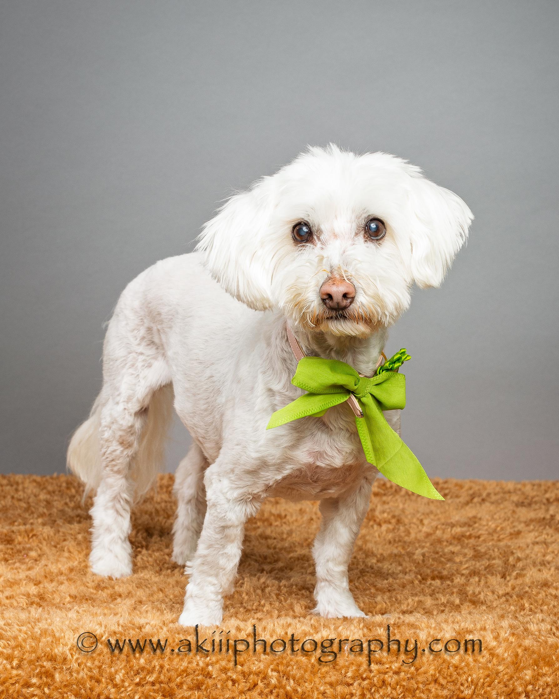 Enlarge Millie, a Adopted mixed breed in Richardson, TX image 2/4