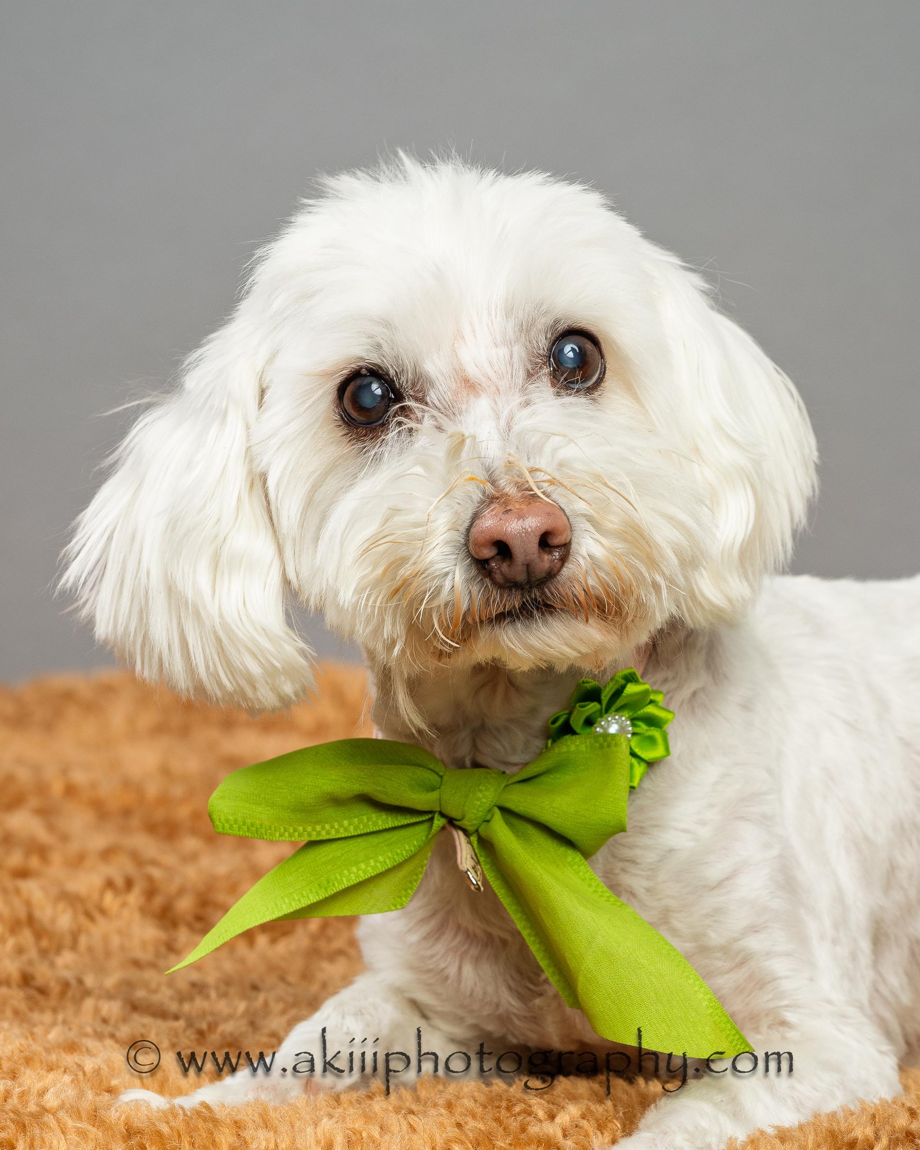 Enlarge Millie, a Adopted mixed breed in Richardson, TX image 3/4