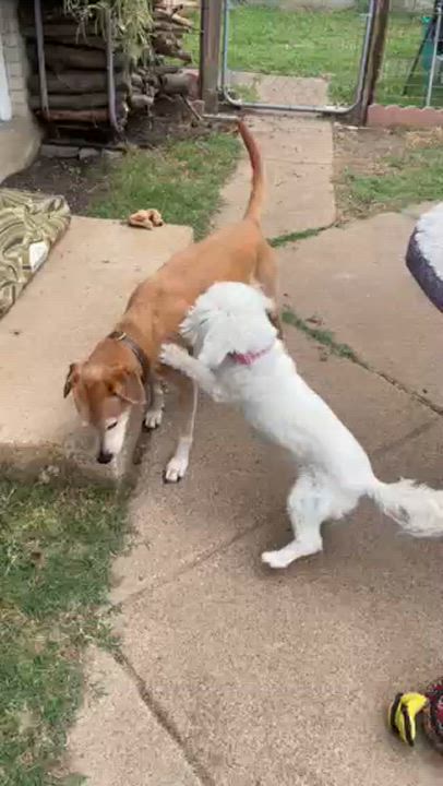 Enlarge Millie, a Adopted mixed breed in Richardson, TX video 4/4