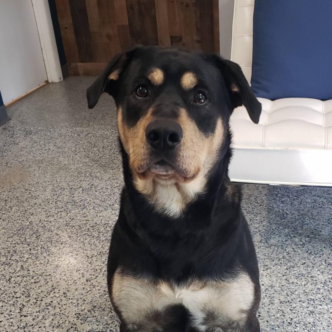 Bear, ADOPTABLE, Adult Male Rottweiler.