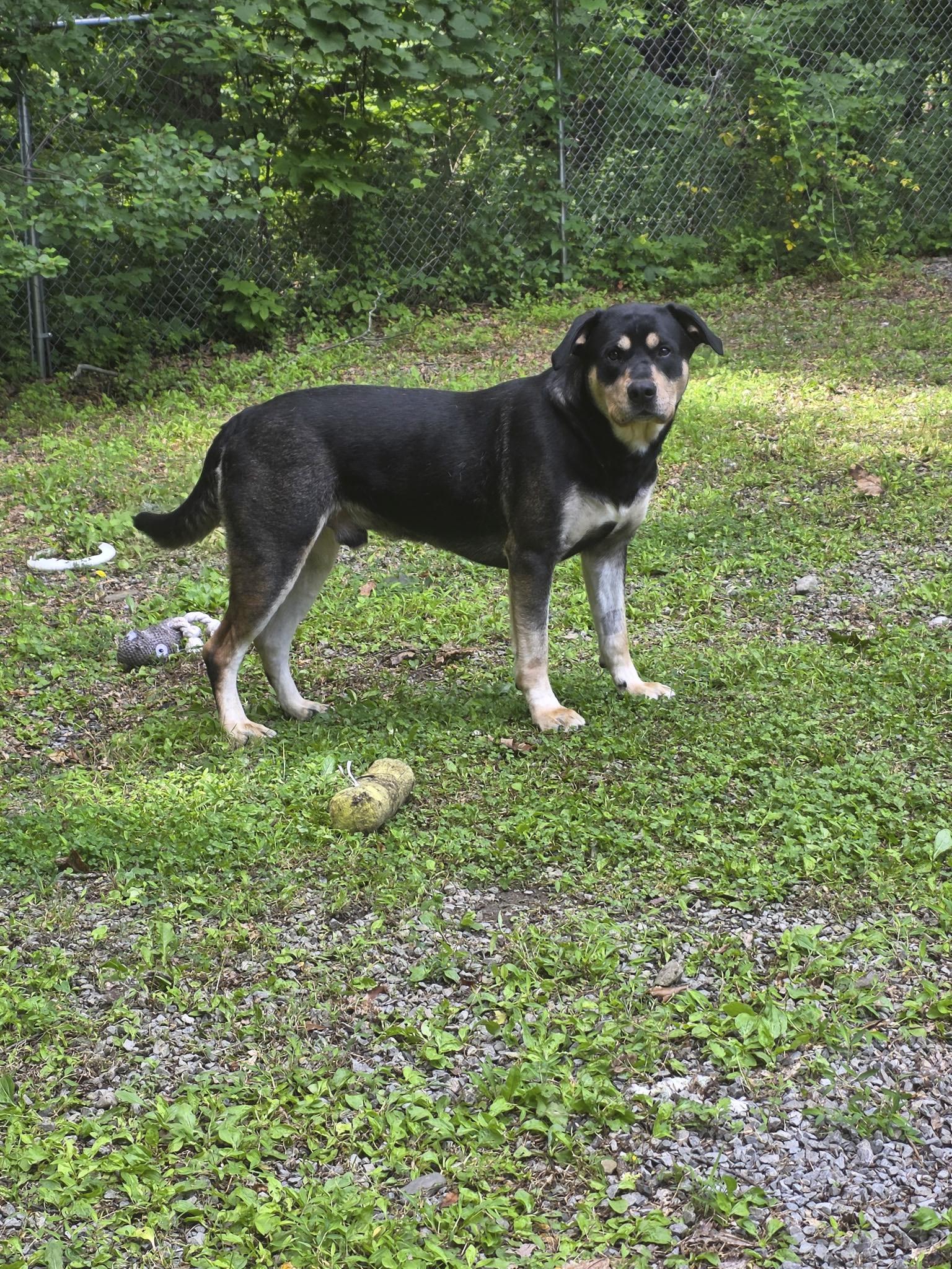 Enlarge Bear, a ADOPTABLE mixed breed in Washingtonville, NY image 2/2