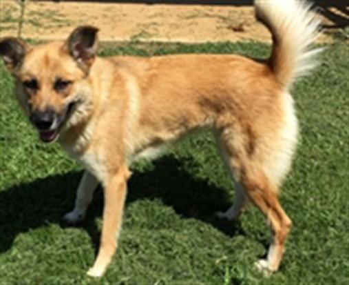 Enlarge REBA, a Adoptable German Shepherd Dog in Appling, GA image 1/1
