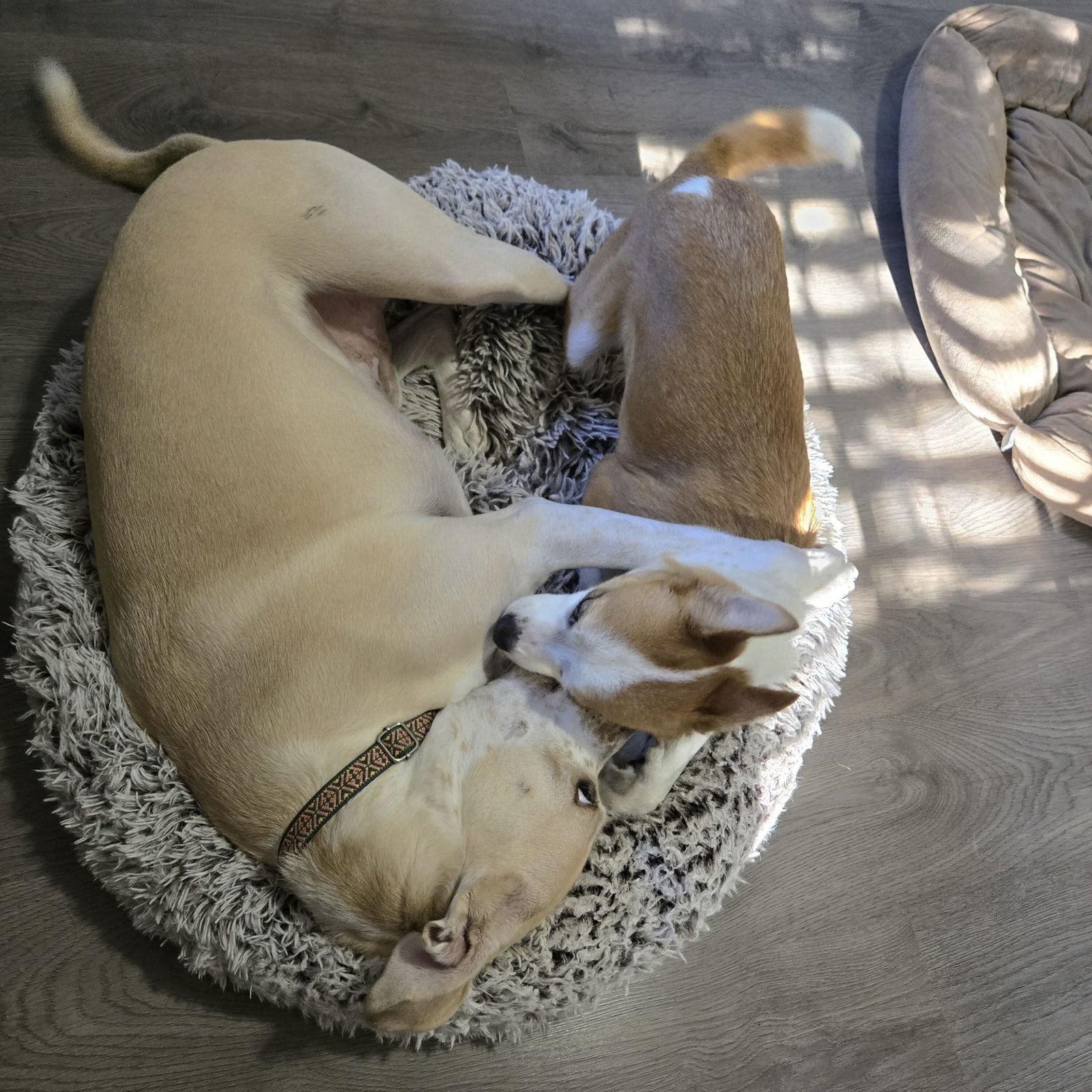 Bambi, Adoptable, Adult Female Terrier.