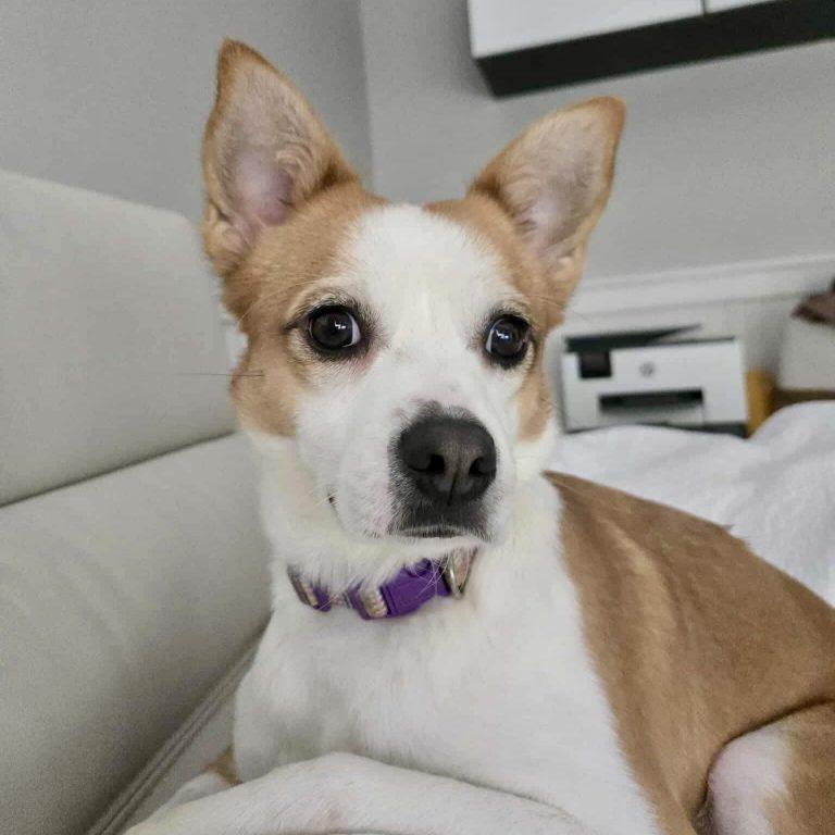 Bambi, an adopted mixed breed in Holly Springs, NC image 2/3