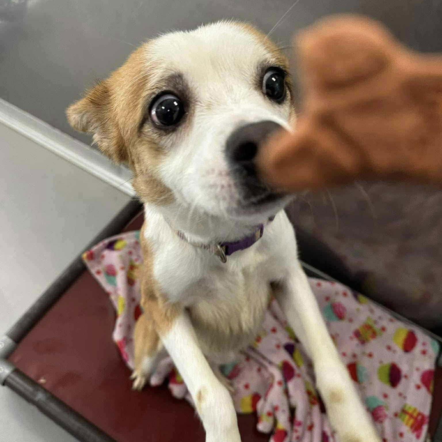 Bambi, an adopted mixed breed in Holly Springs, NC image 3/3